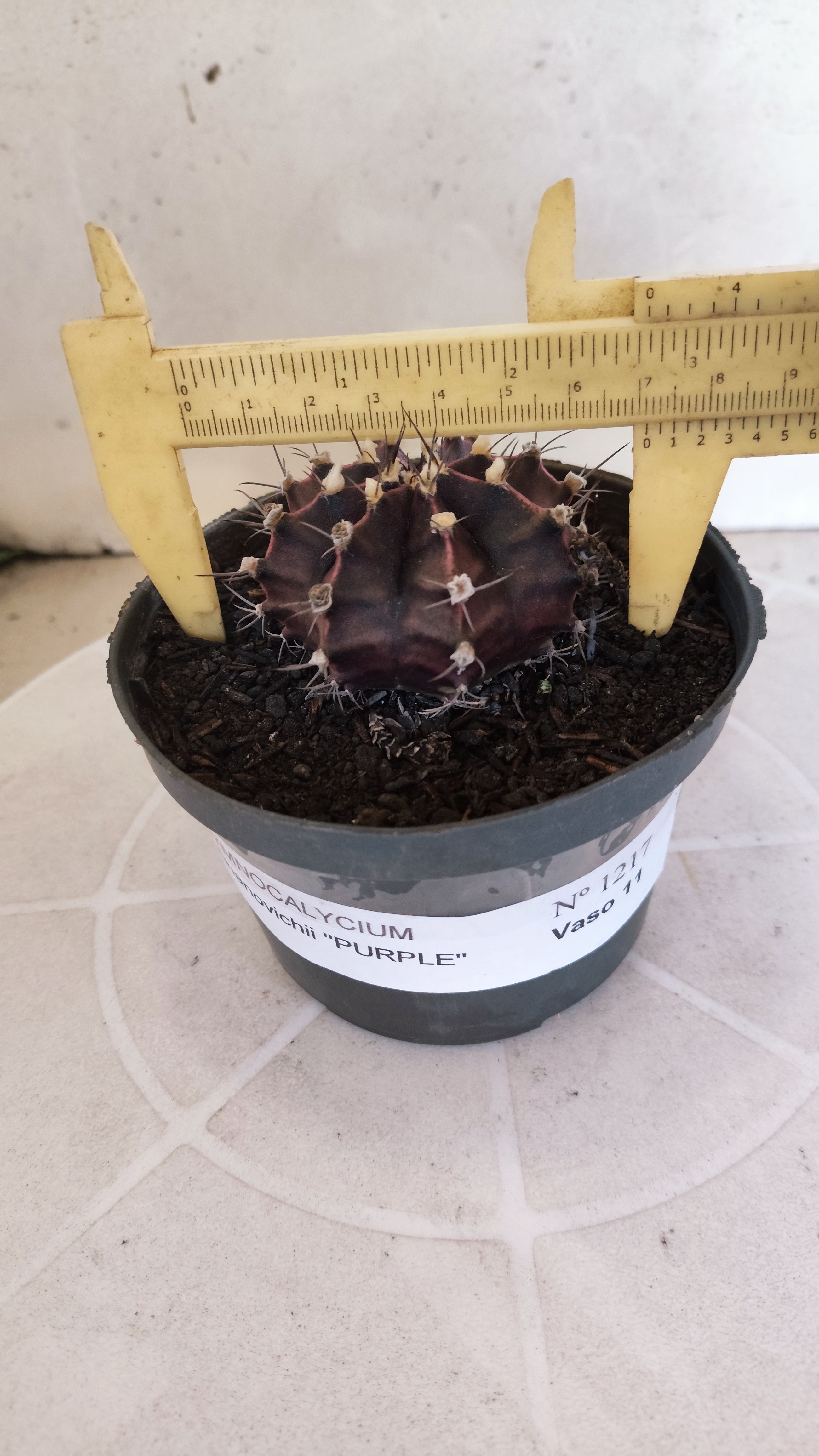GYMNOCALYCIUM Mihanovichii "PURPLE" Nº 1217 – vaso 11