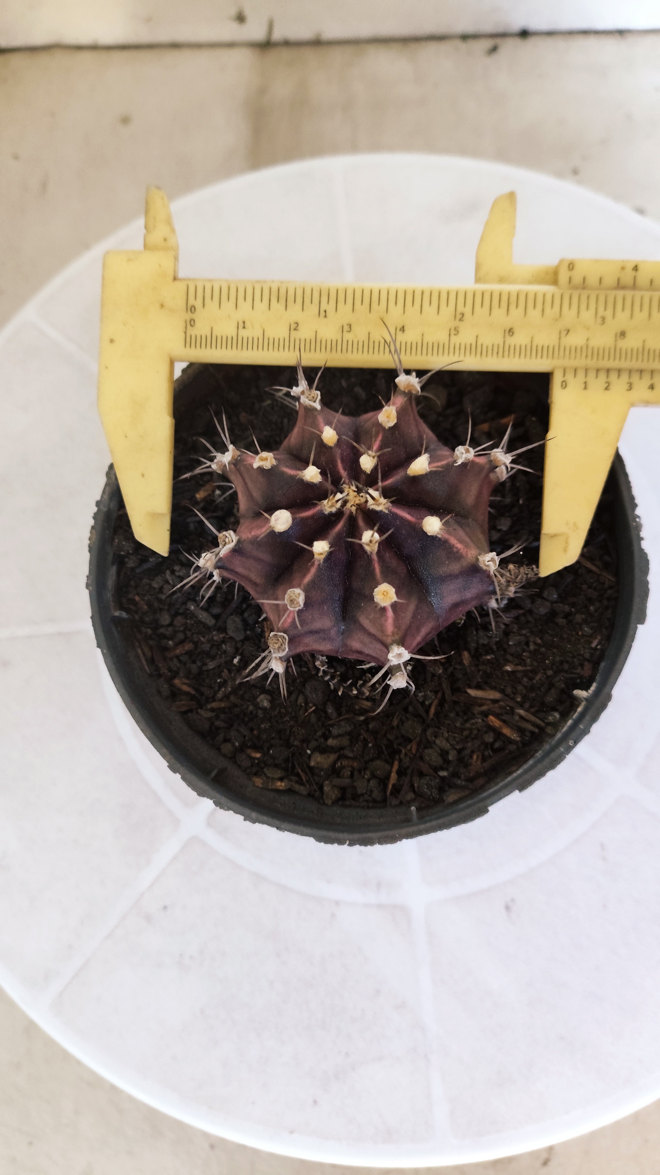 GYMNOCALYCIUM Mihanovichii "PURPLE" Nº 1217 – vaso 11