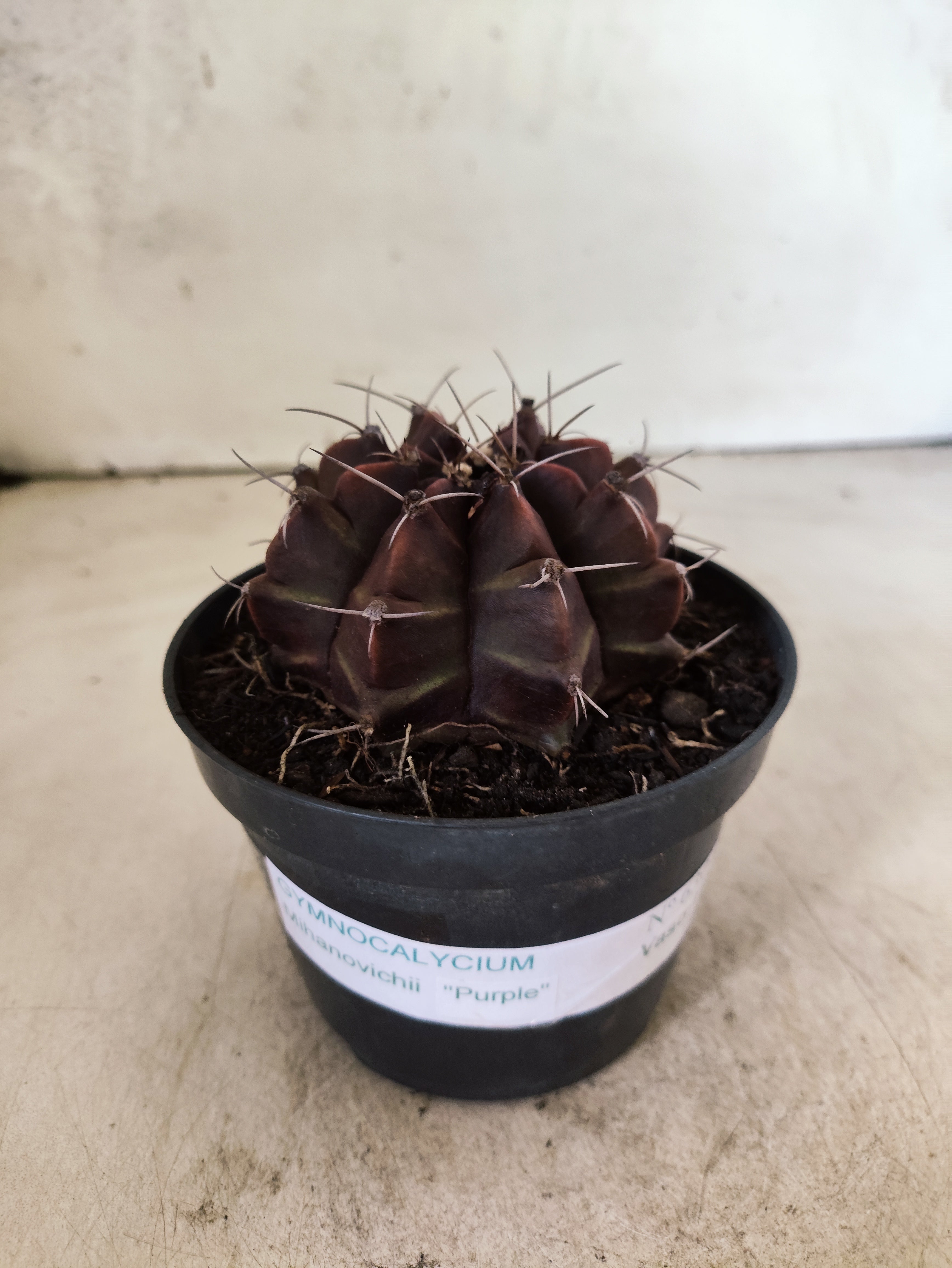 GYMNOCALYCIUM Mihanovichii Purple Nº 630 – vaso 11