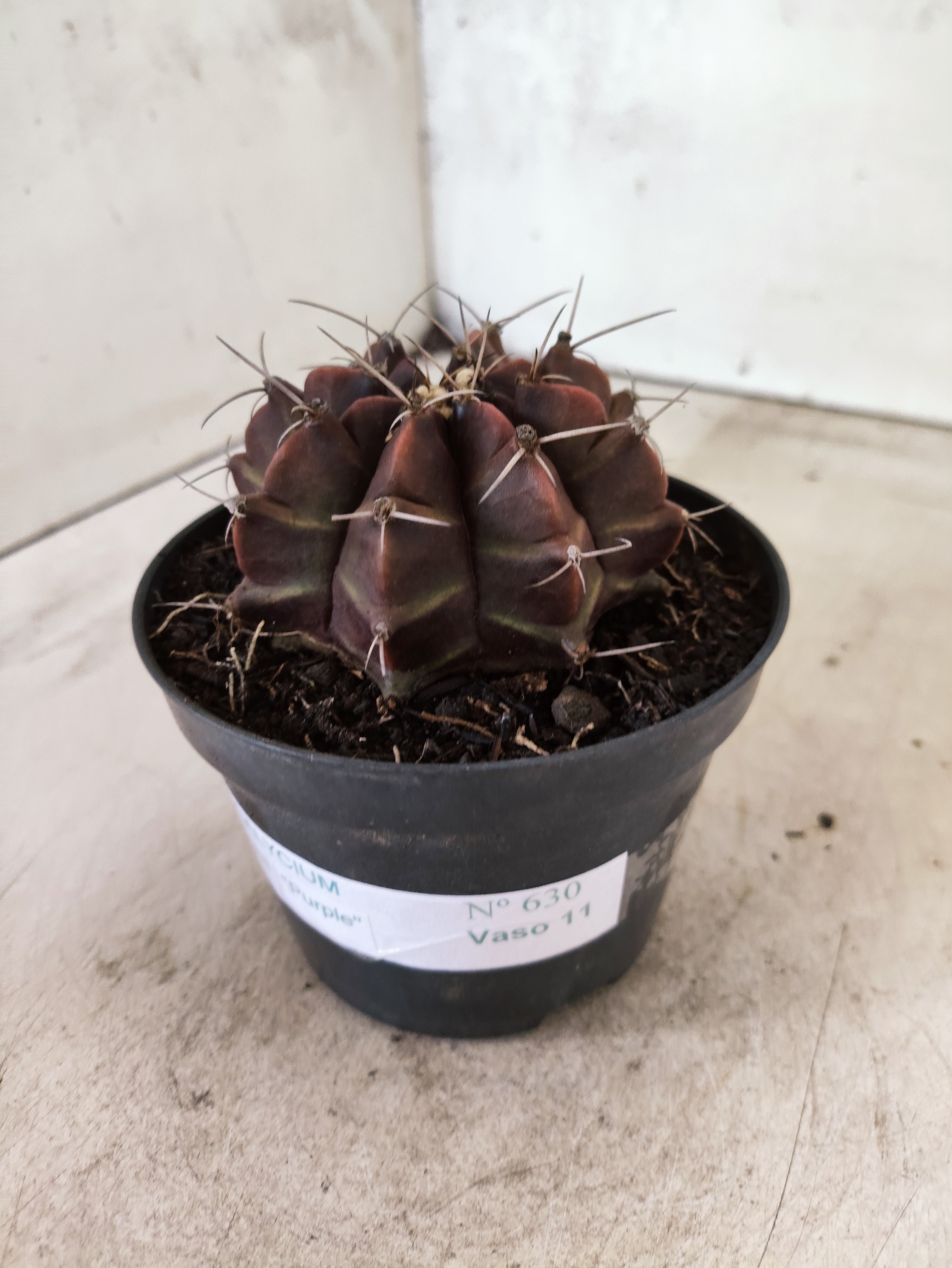 GYMNOCALYCIUM Mihanovichii Purple Nº 630 – vaso 11
