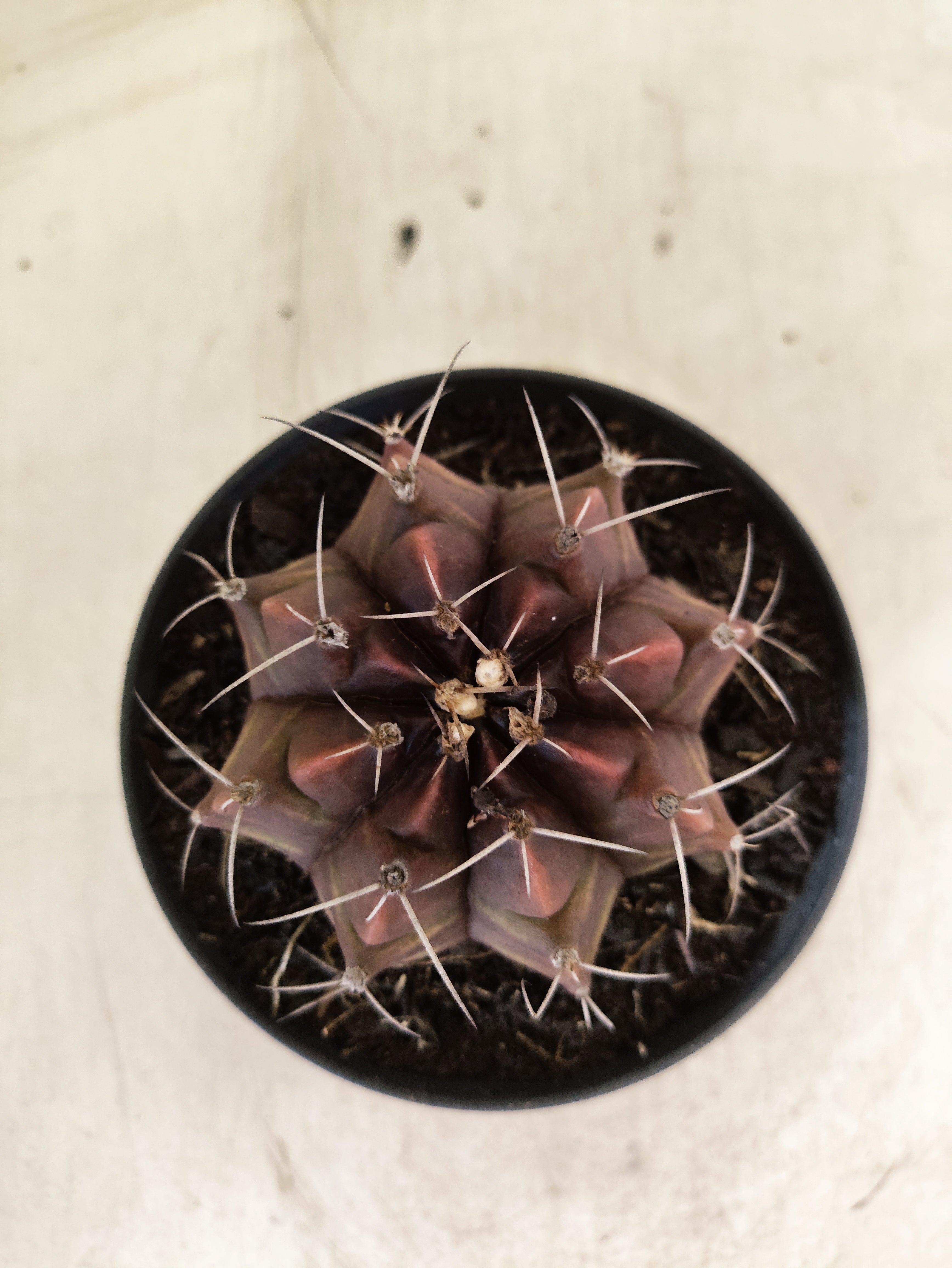 GYMNOCALYCIUM Mihanovichii Purple Nº 630 – vaso 11