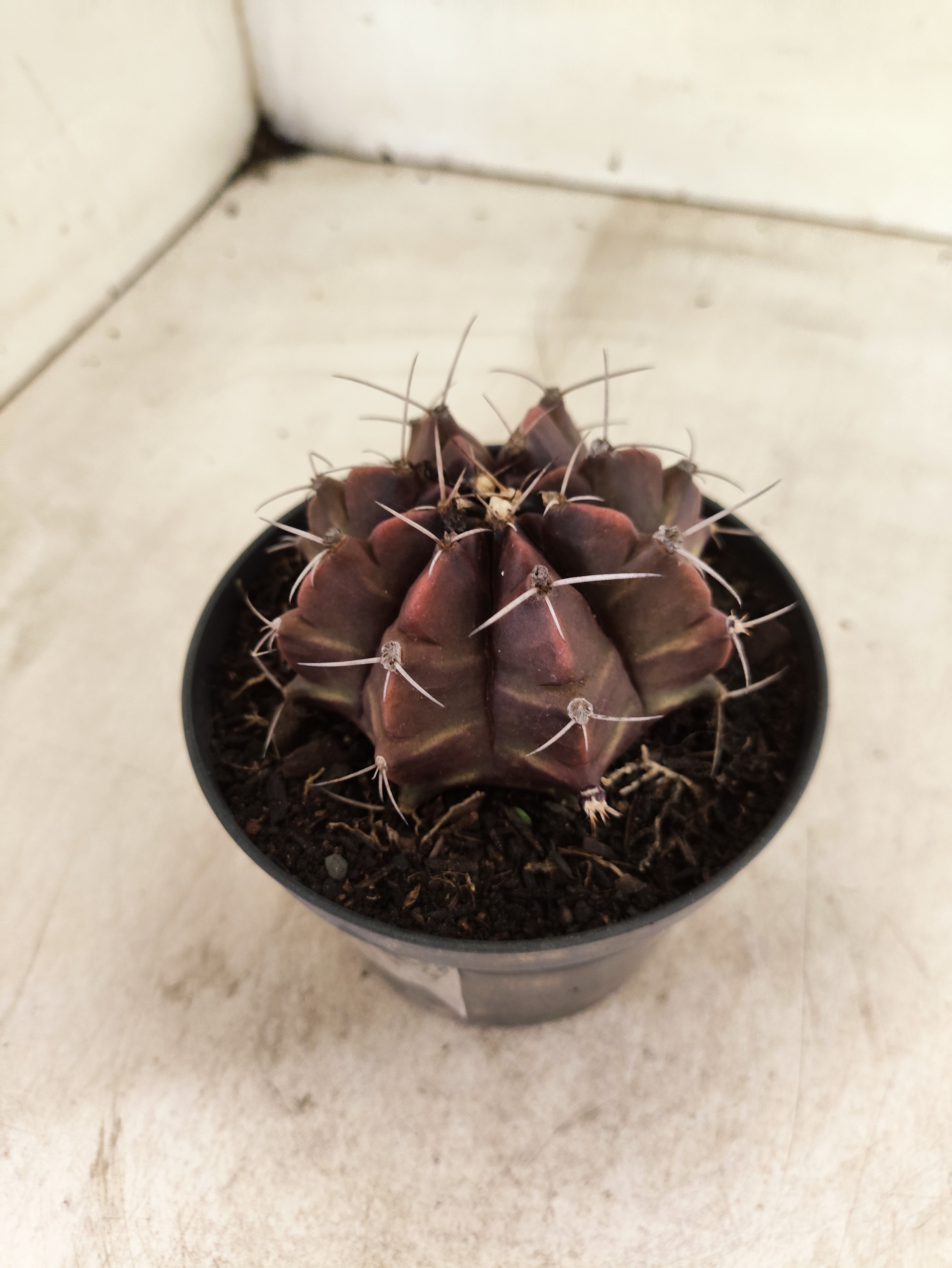 GYMNOCALYCIUM Mihanovichii Purple Nº 630 – vaso 11