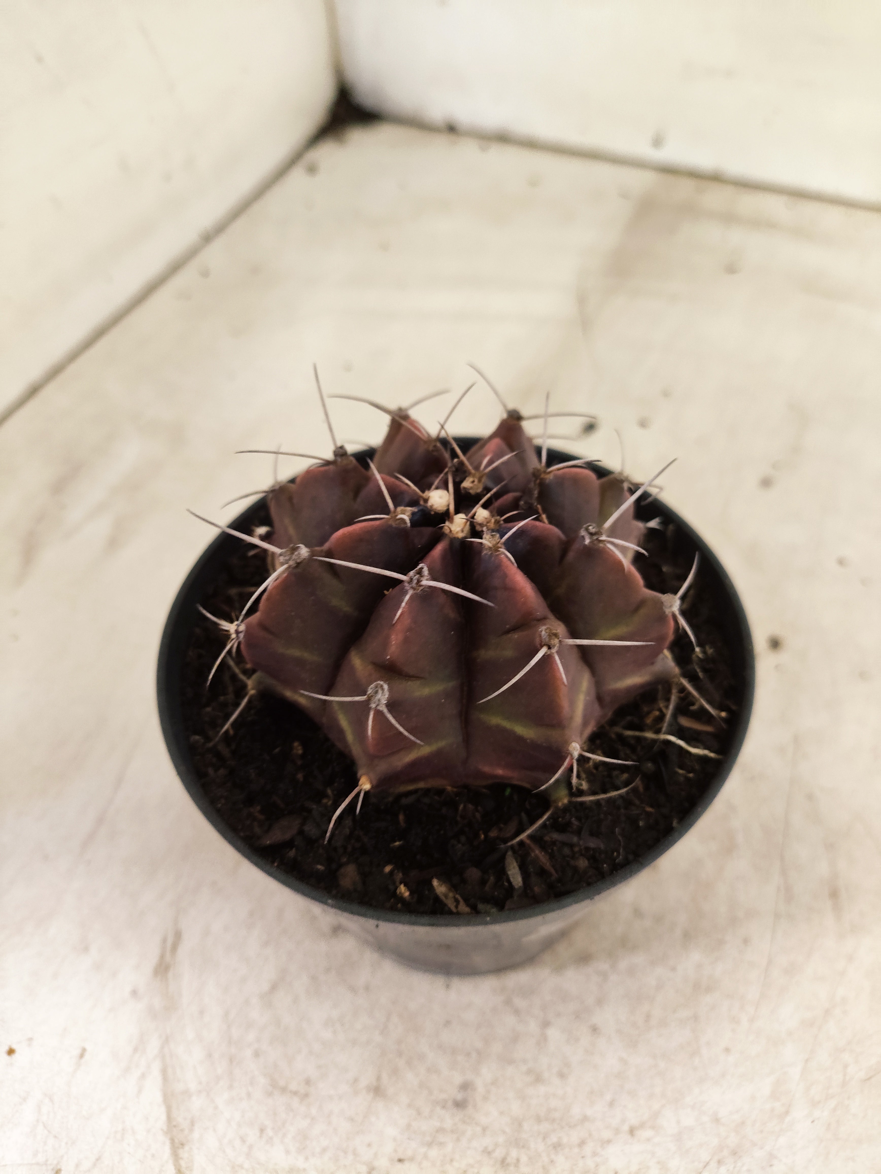 GYMNOCALYCIUM Mihanovichii Purple Nº 630 – vaso 11