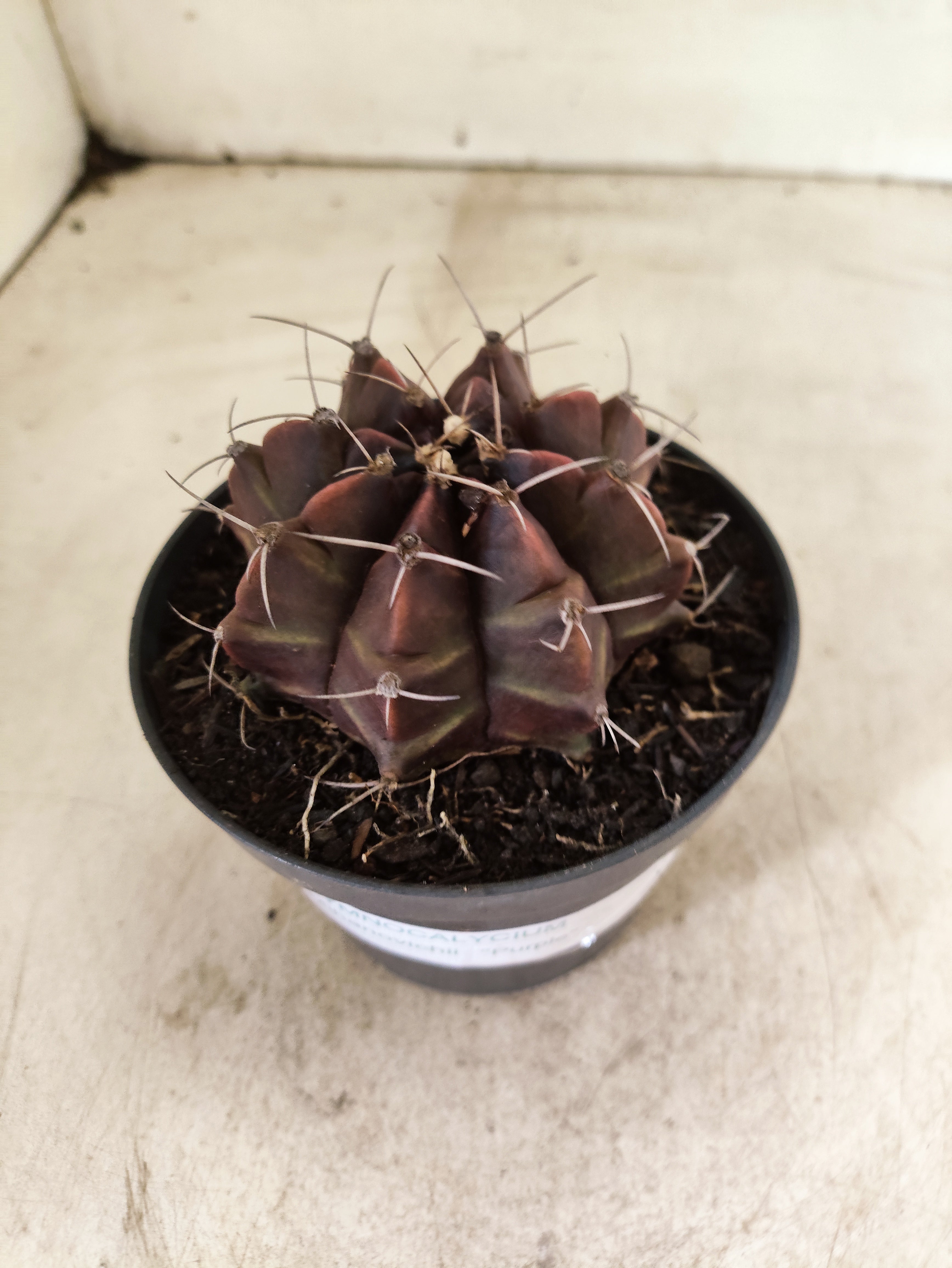 GYMNOCALYCIUM Mihanovichii Purple Nº 630 – vaso 11