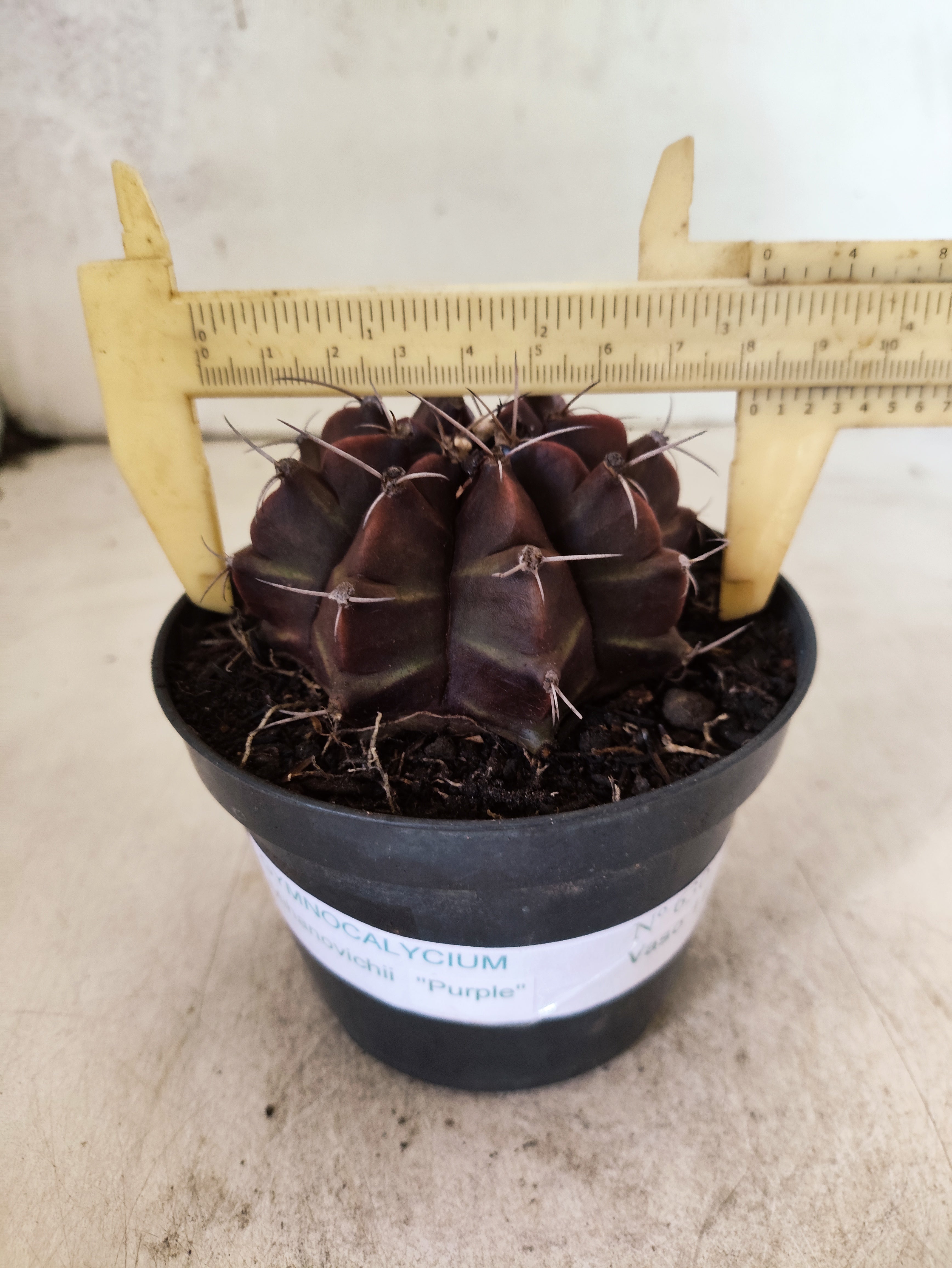 GYMNOCALYCIUM Mihanovichii Purple Nº 630 – vaso 11