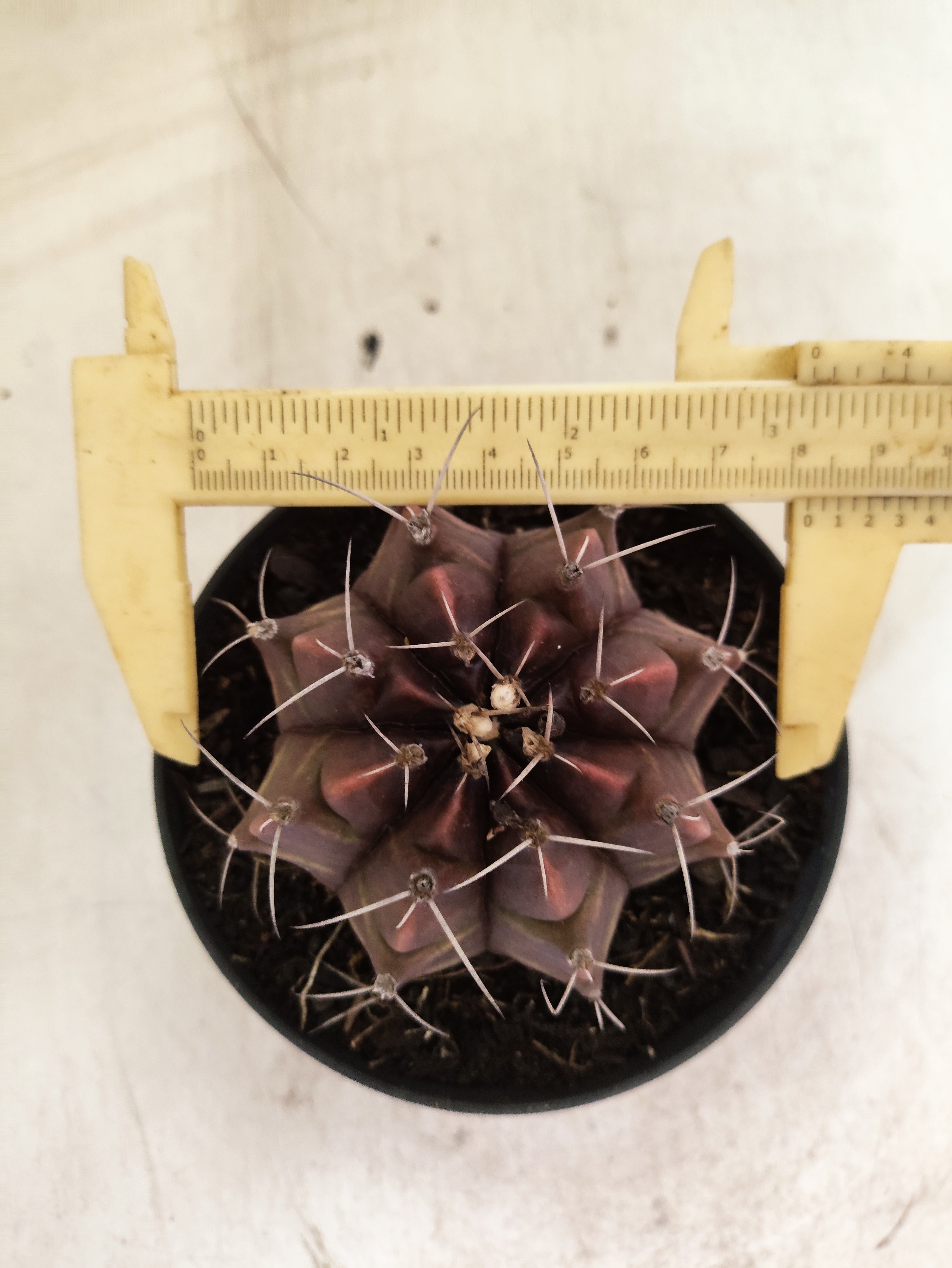 GYMNOCALYCIUM Mihanovichii Purple Nº 630 – vaso 11