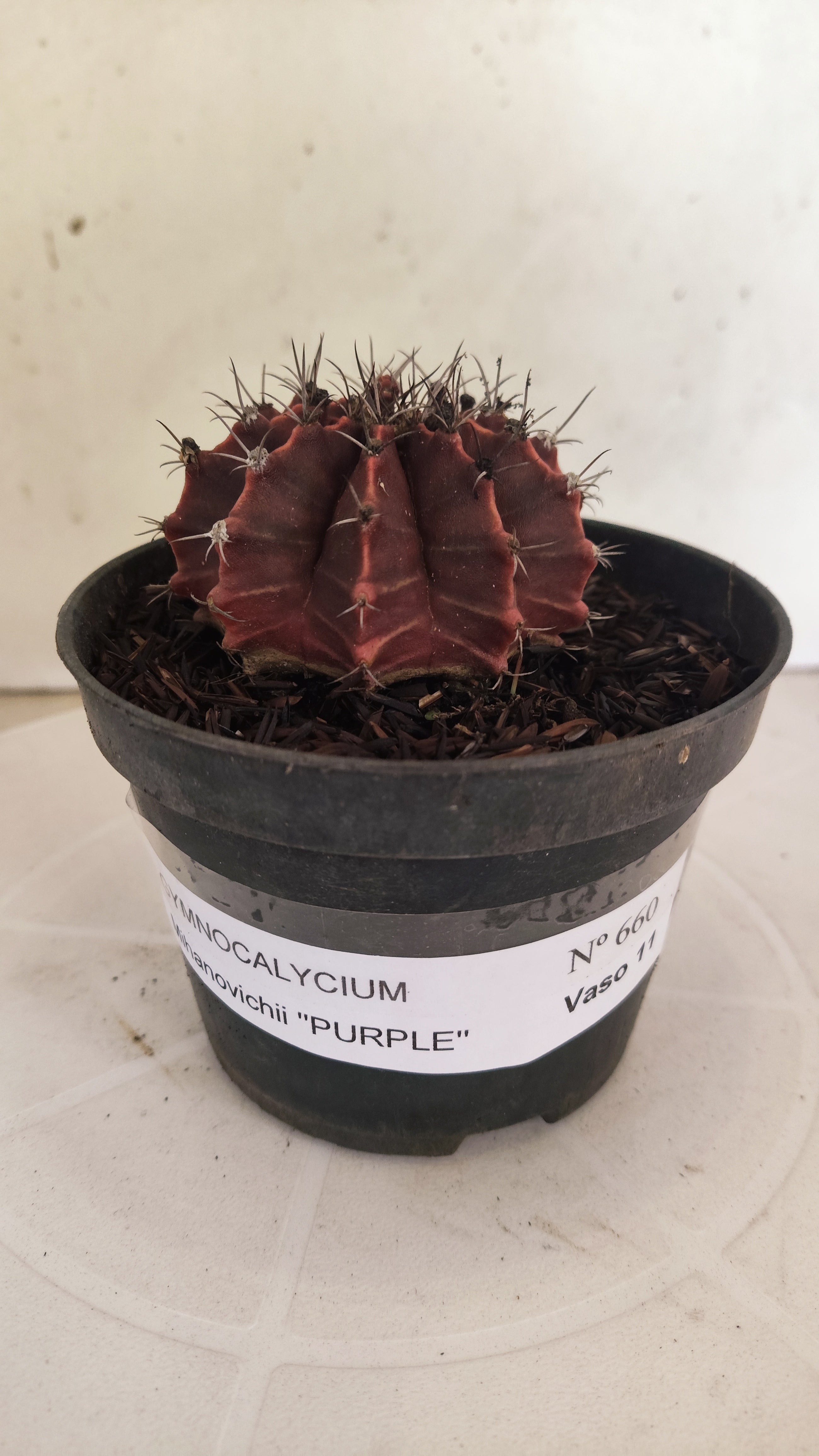 GYMNOCALYCIUM Mihanovichii "PURPLE" Nº 660 – vaso 11