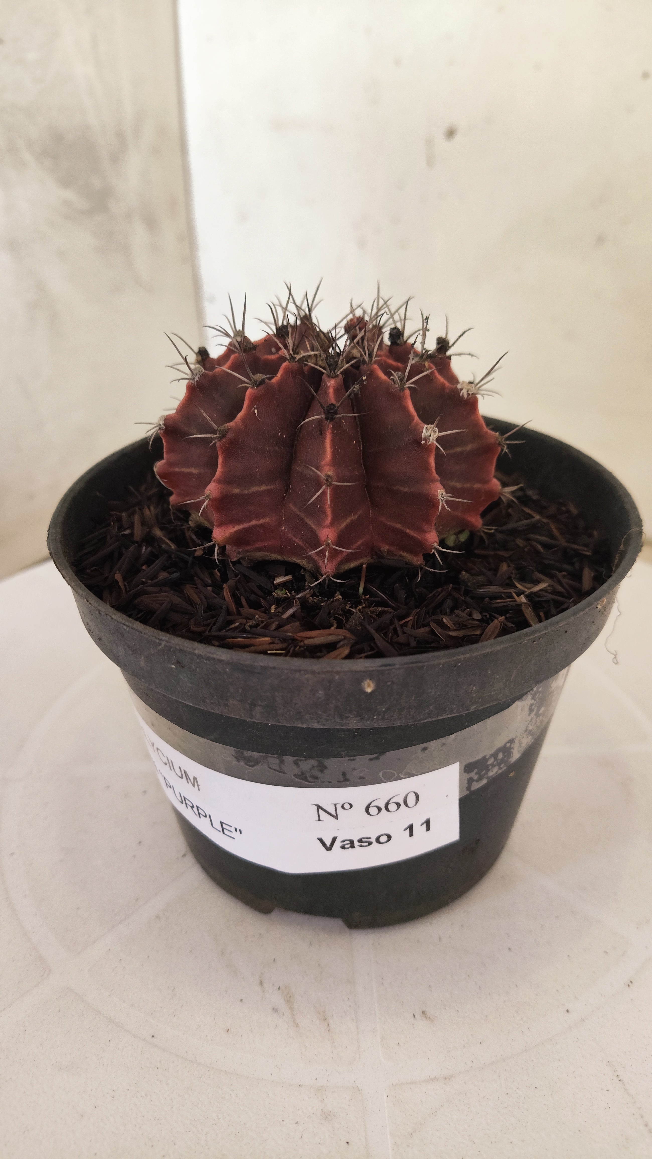 GYMNOCALYCIUM Mihanovichii "PURPLE" Nº 660 – vaso 11