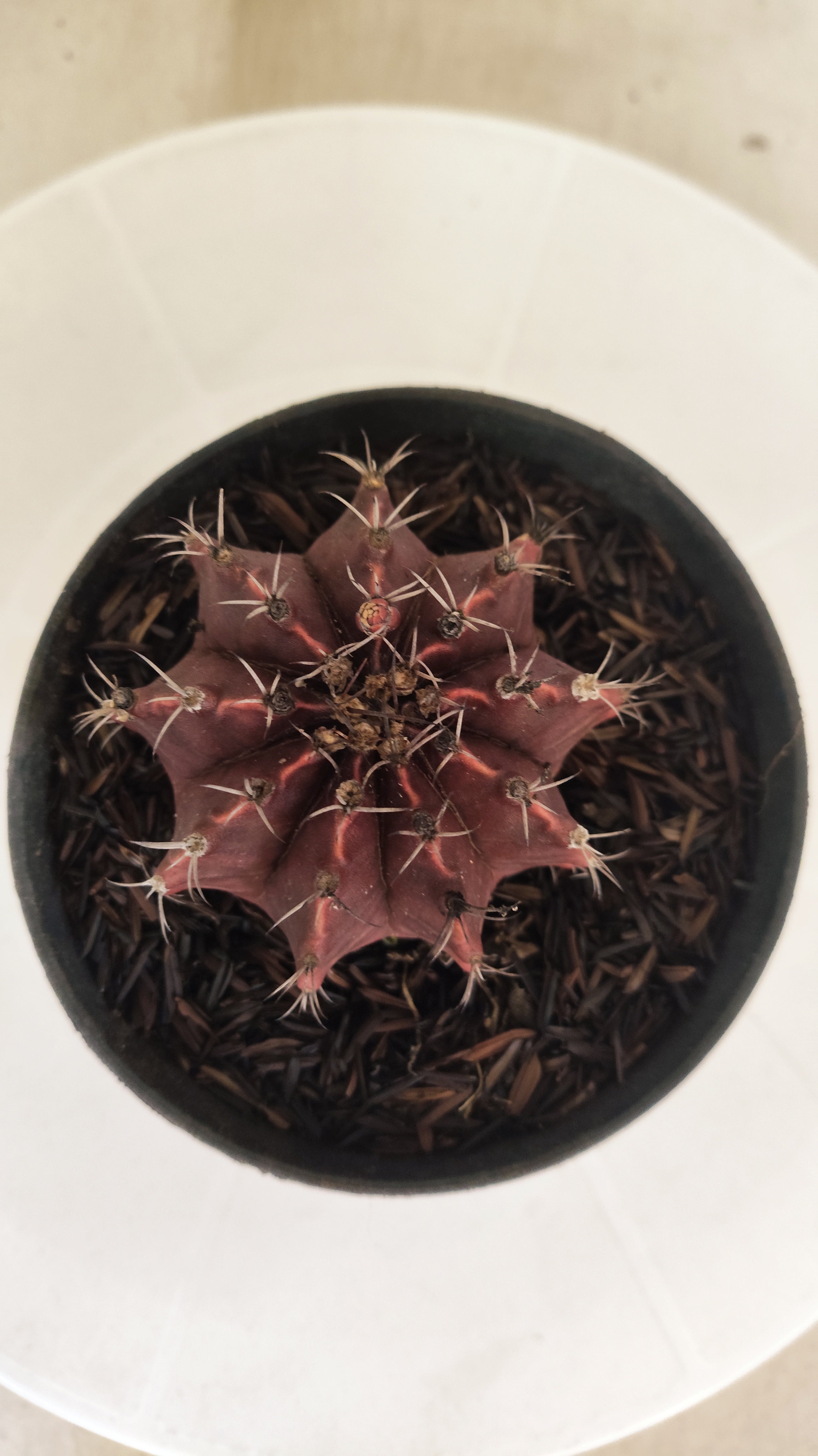 GYMNOCALYCIUM Mihanovichii "PURPLE" Nº 660 – vaso 11