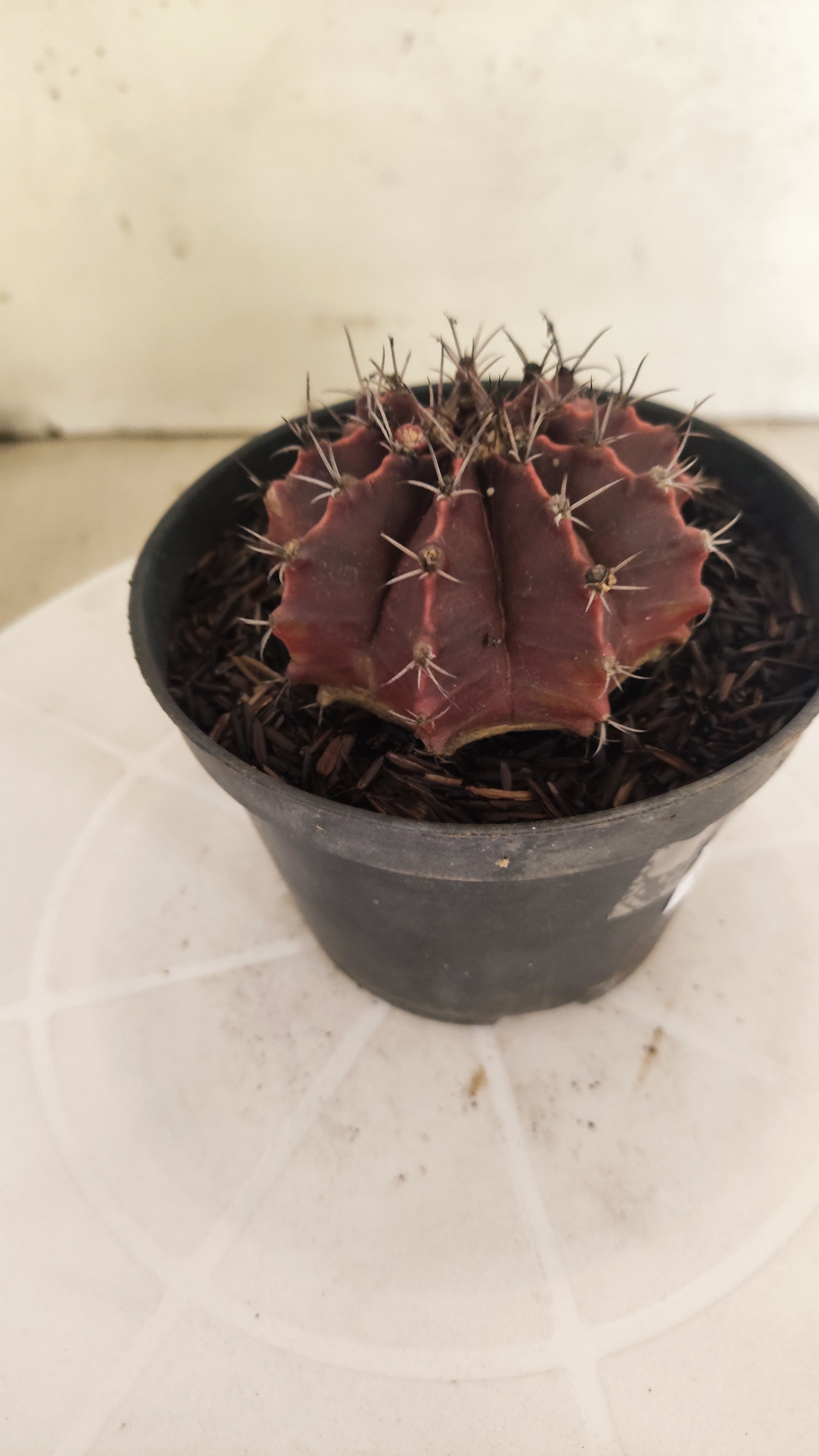 GYMNOCALYCIUM Mihanovichii "PURPLE" Nº 660 – vaso 11