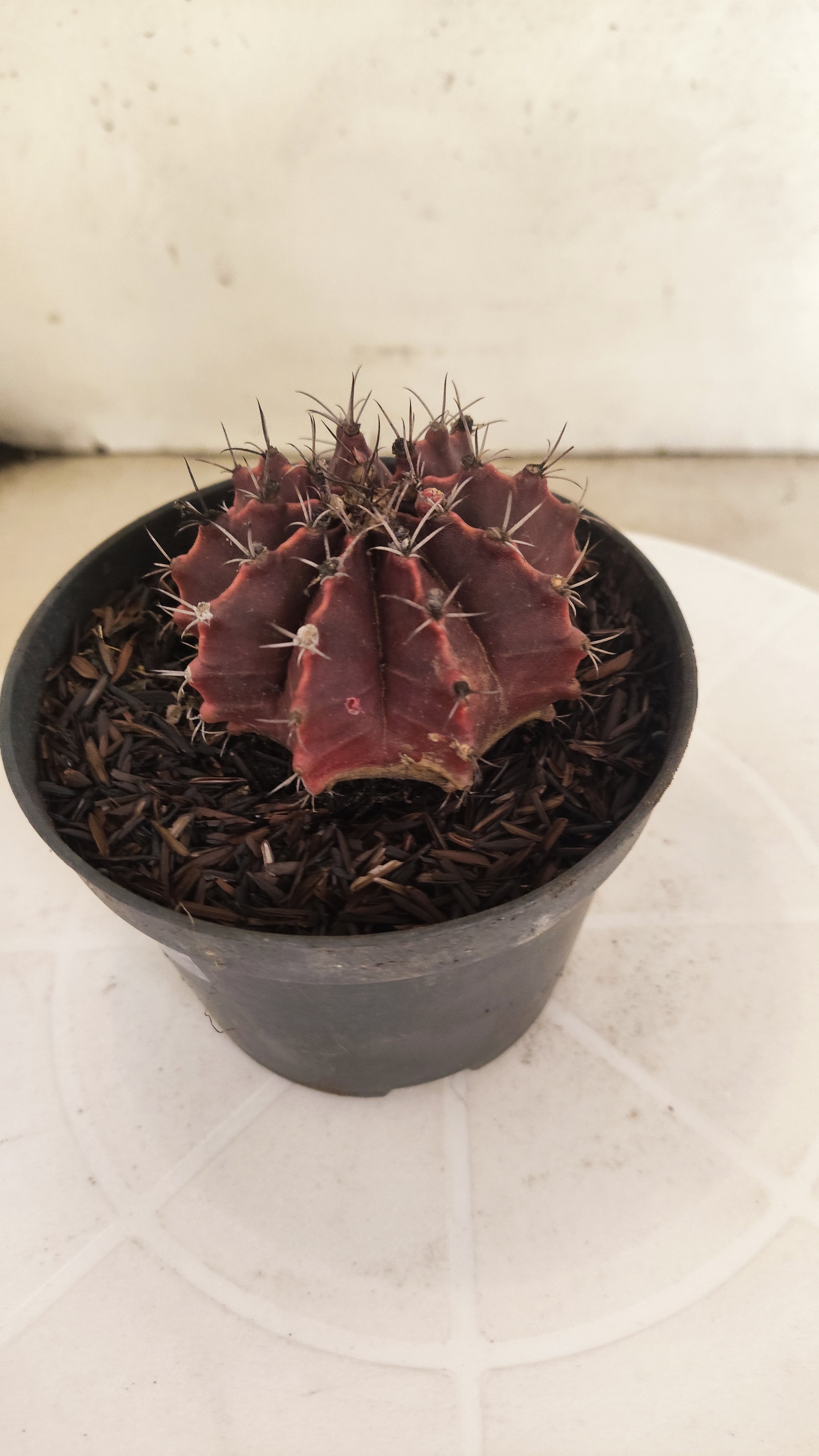 GYMNOCALYCIUM Mihanovichii "PURPLE" Nº 660 – vaso 11