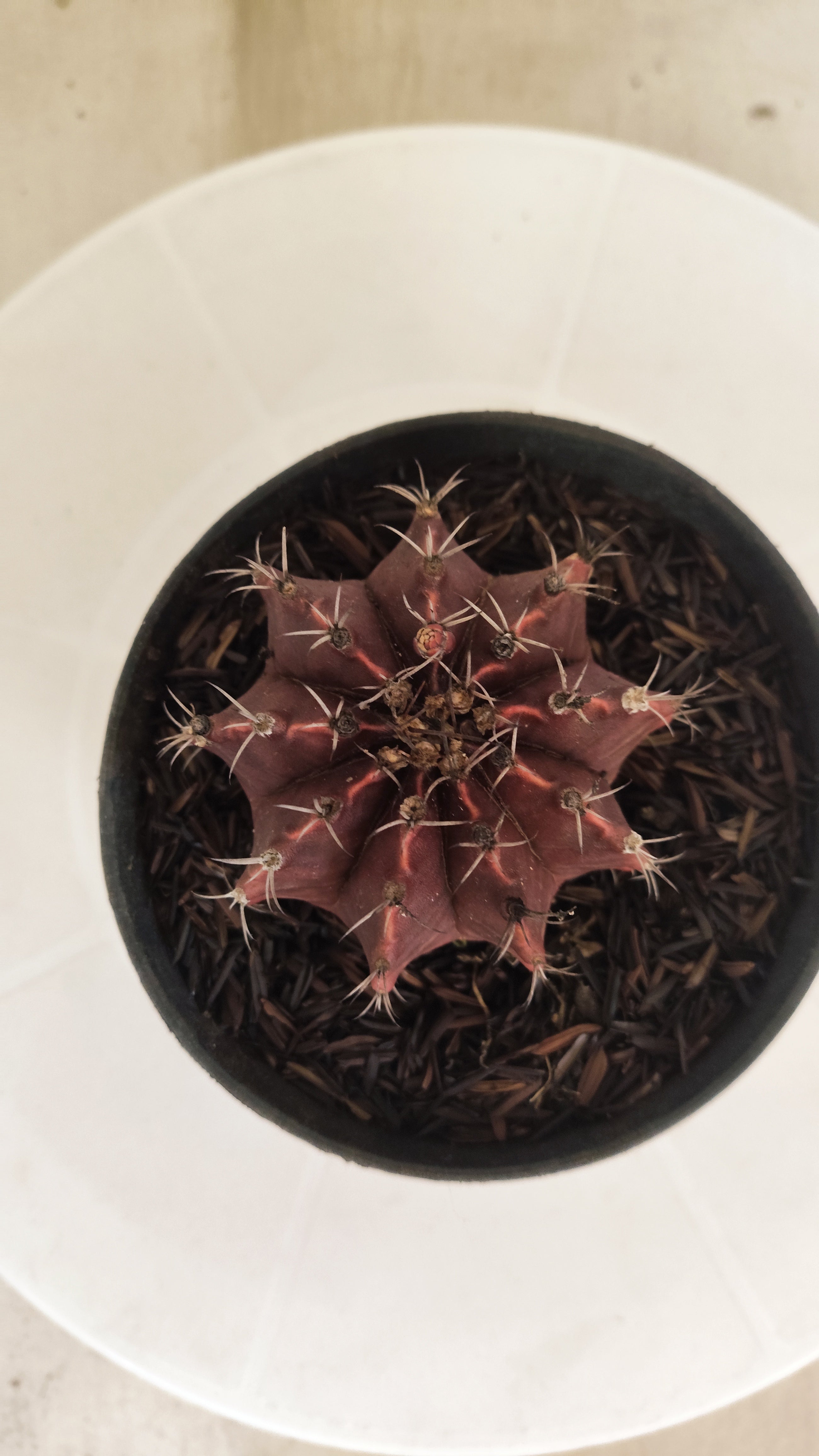 GYMNOCALYCIUM Mihanovichii "PURPLE" Nº 660 – vaso 11