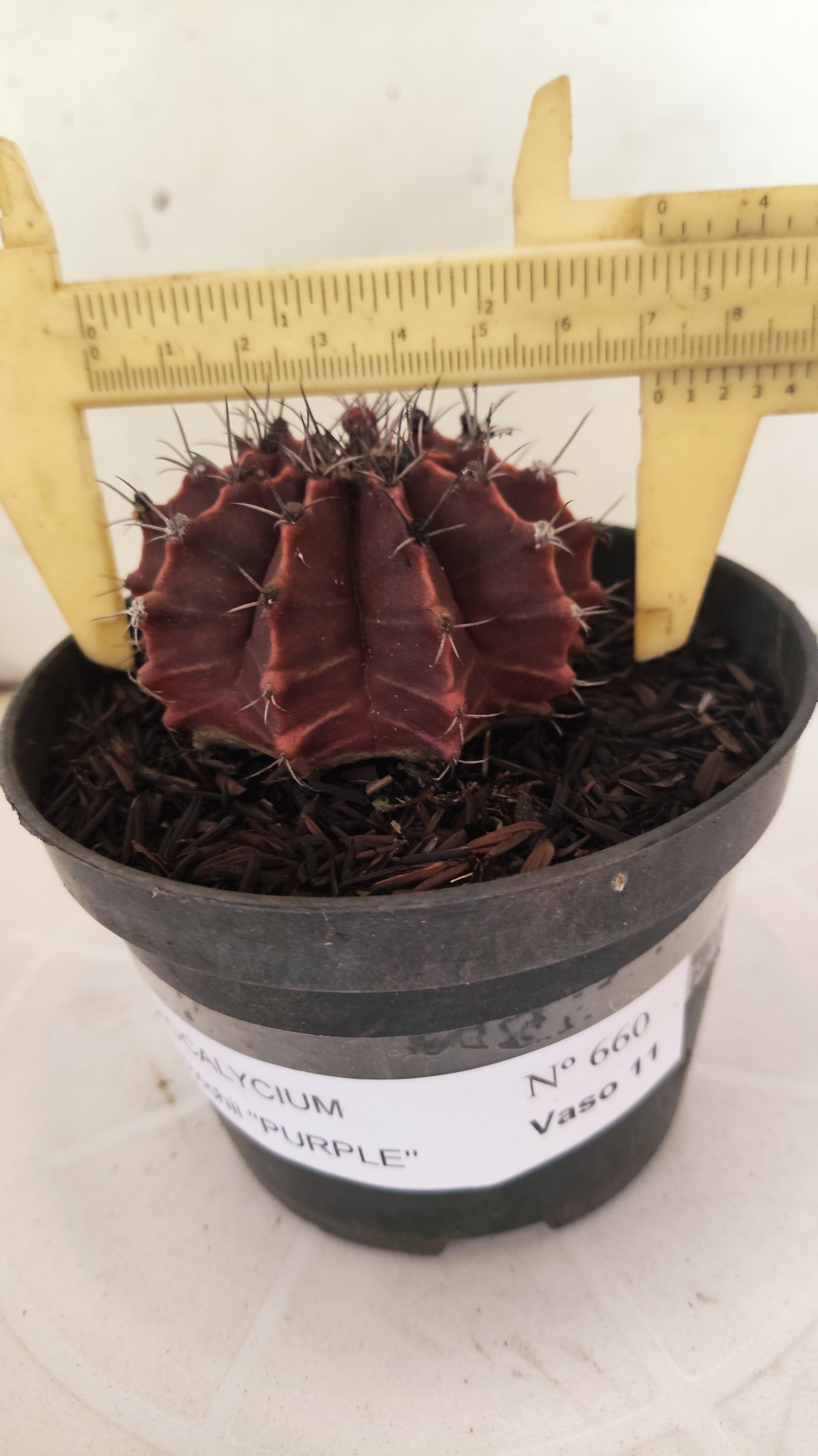 GYMNOCALYCIUM Mihanovichii "PURPLE" Nº 660 – vaso 11