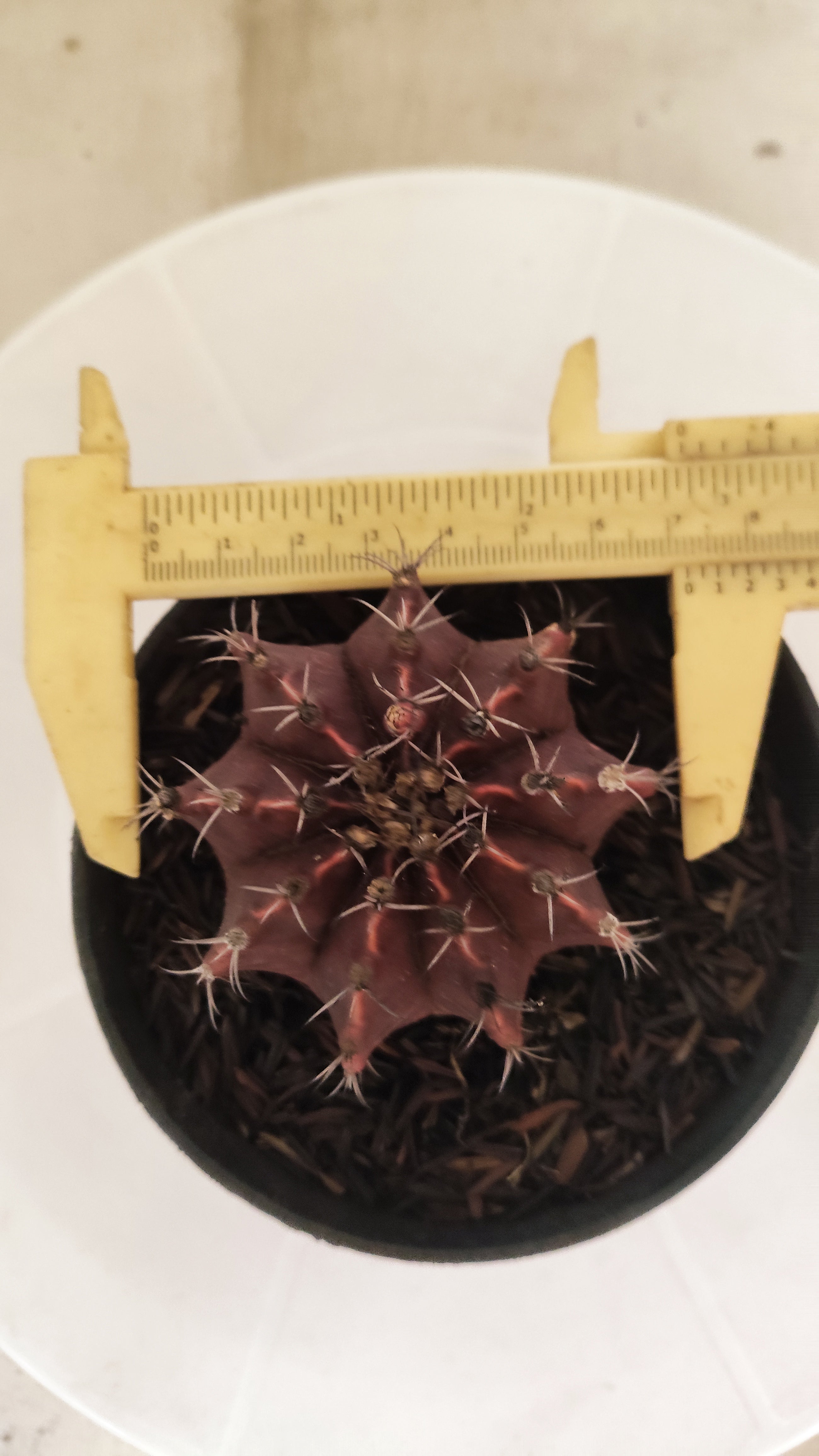 GYMNOCALYCIUM Mihanovichii "PURPLE" Nº 660 – vaso 11