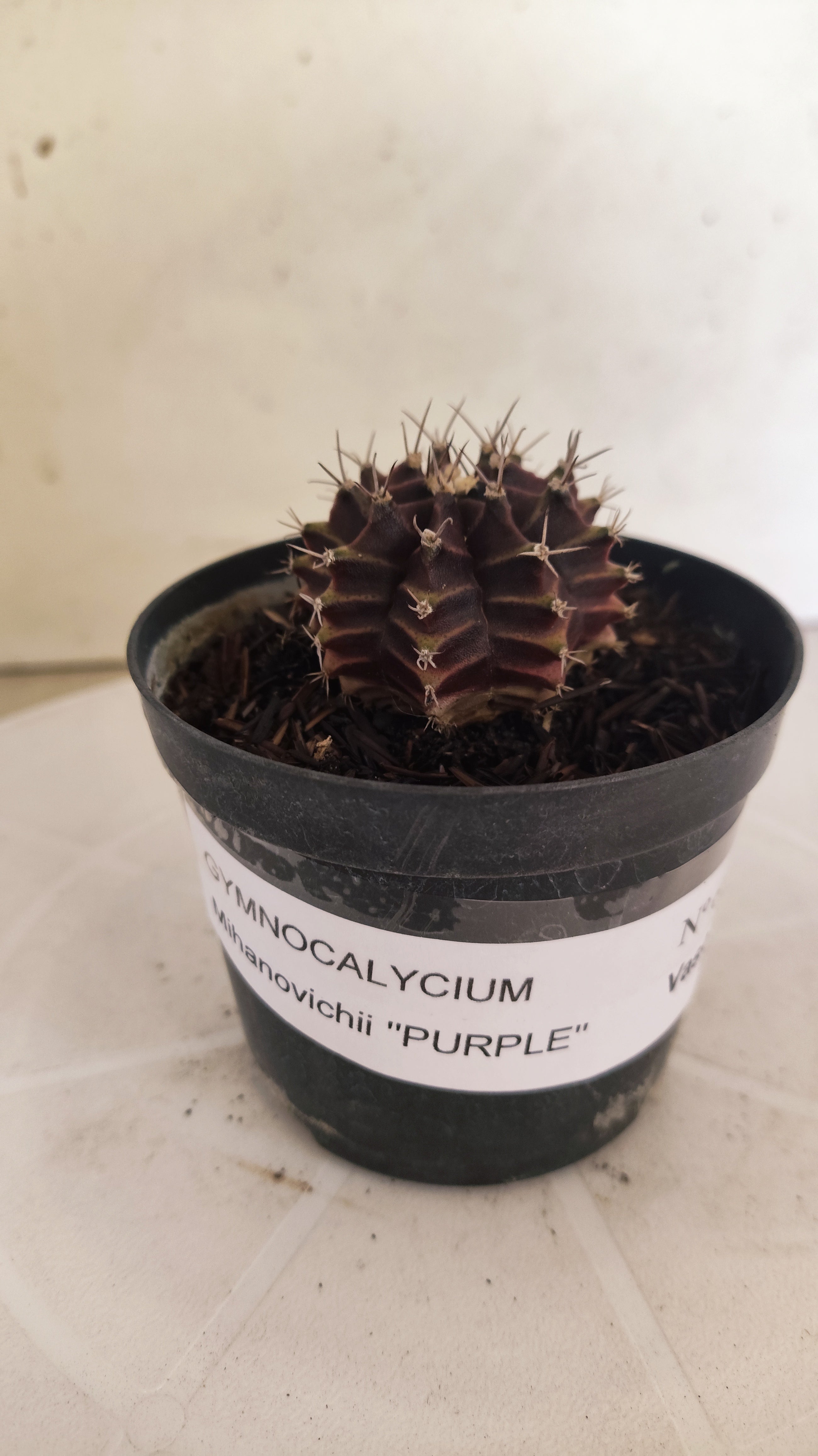 GYMNOCALYCIUM Mihanovichii "PURPLE" Nº 661 – vaso 09