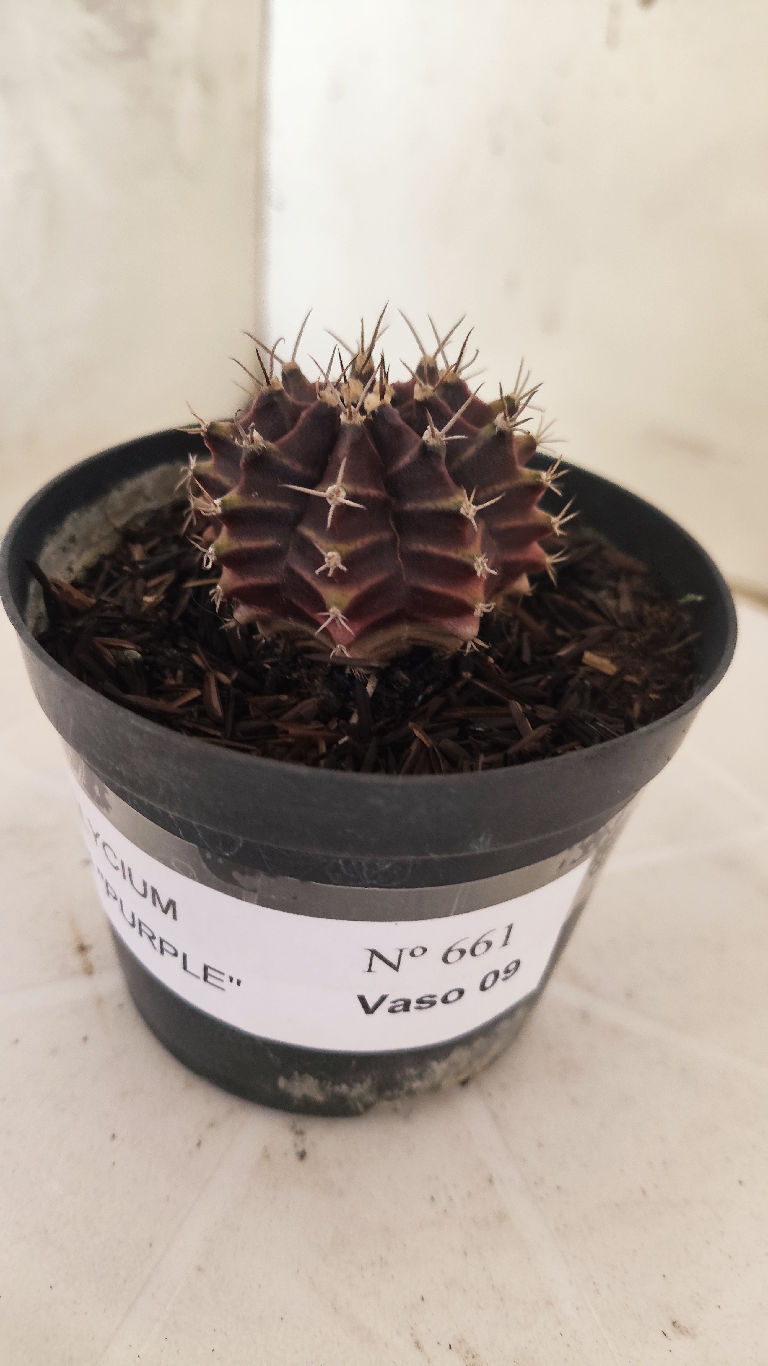 GYMNOCALYCIUM Mihanovichii "PURPLE" Nº 661 – vaso 09