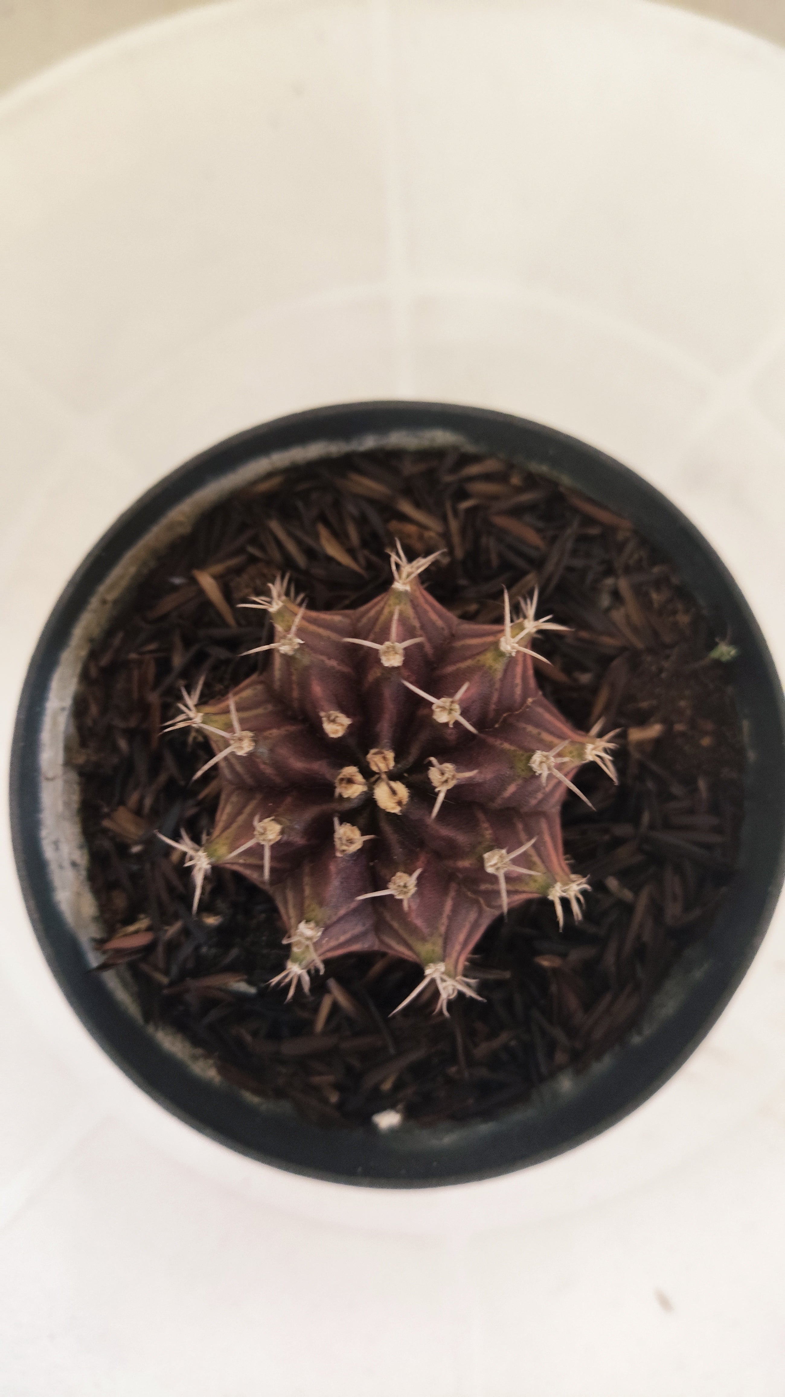 GYMNOCALYCIUM Mihanovichii "PURPLE" Nº 661 – vaso 09