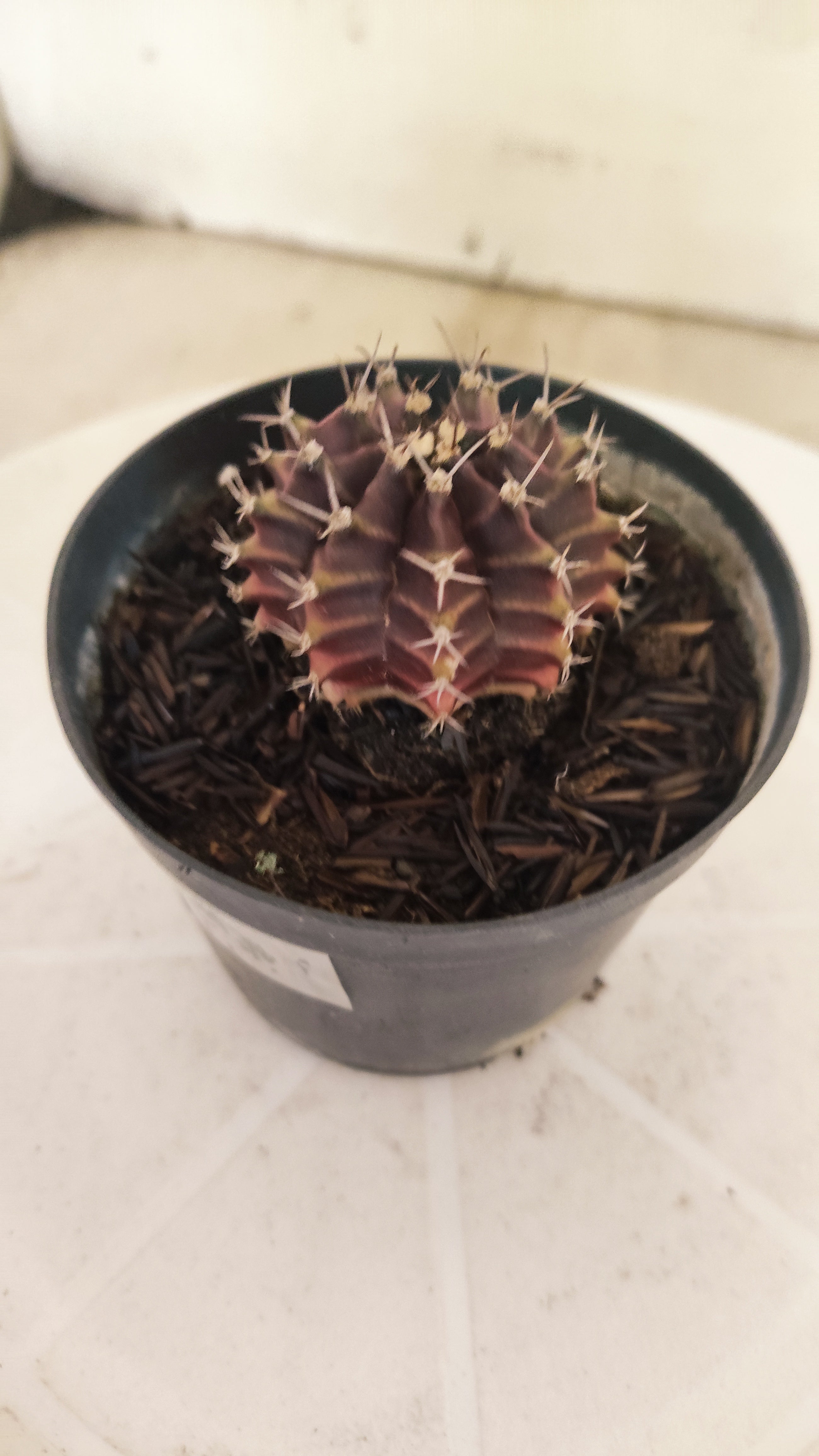 GYMNOCALYCIUM Mihanovichii "PURPLE" Nº 661 – vaso 09
