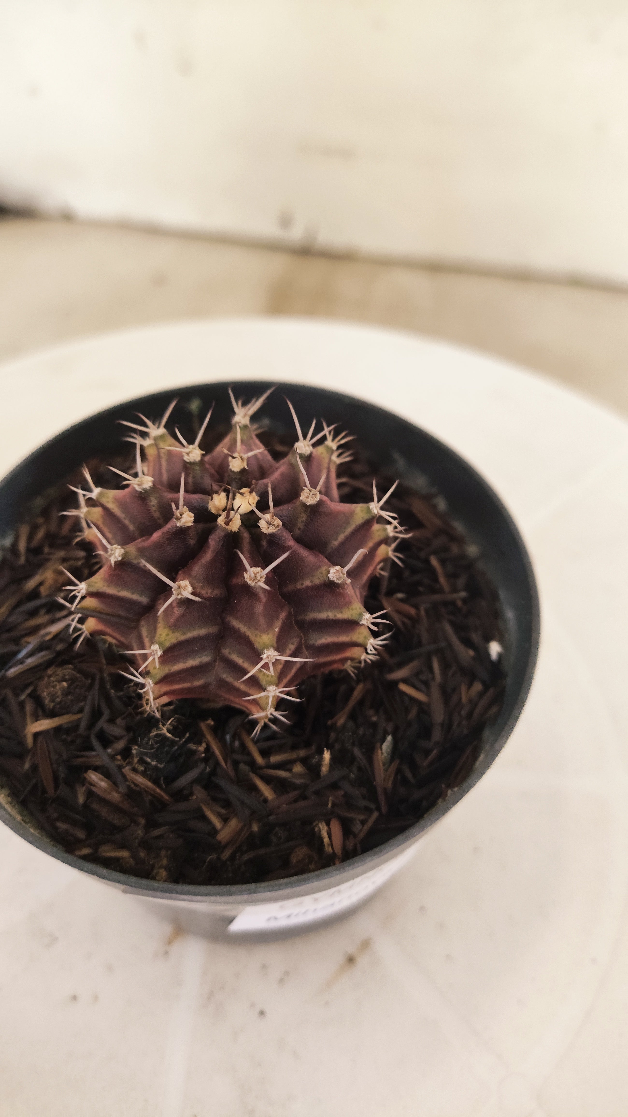 GYMNOCALYCIUM Mihanovichii "PURPLE" Nº 661 – vaso 09