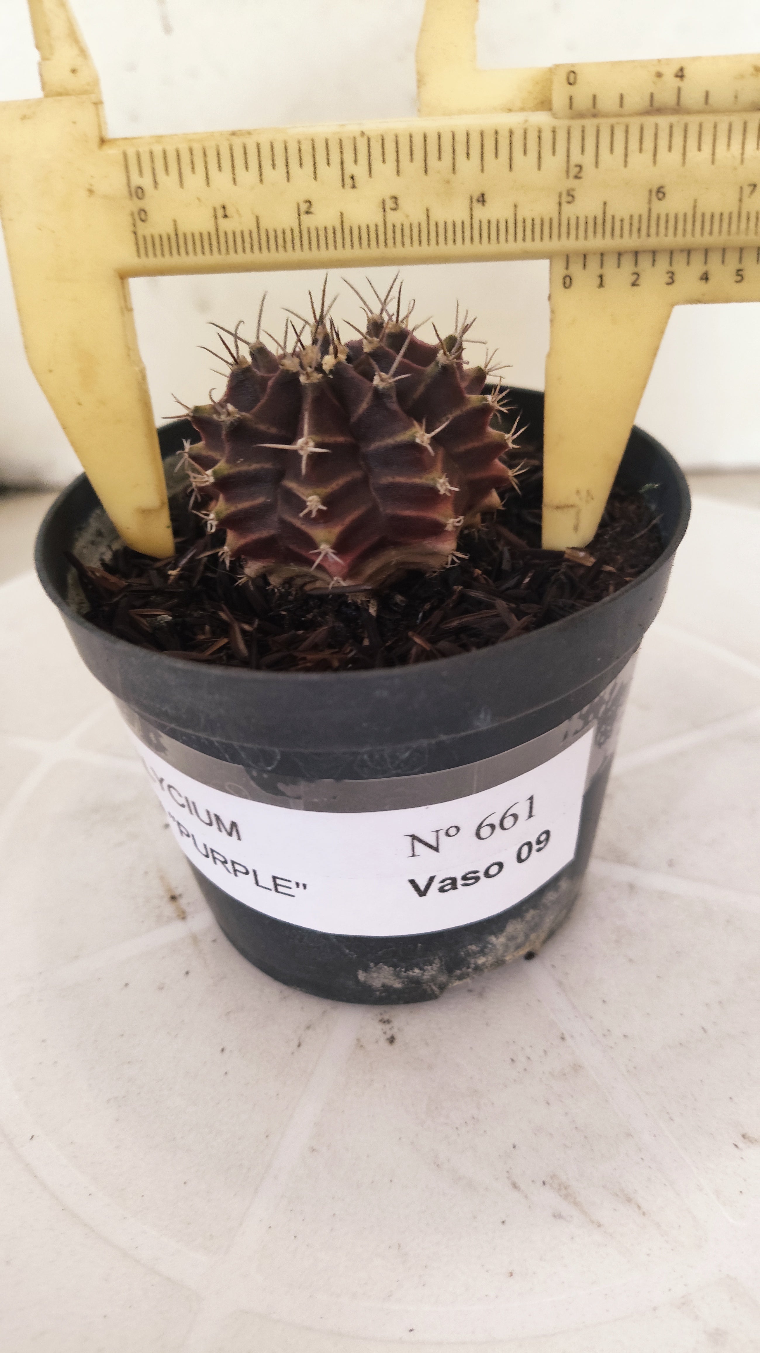 GYMNOCALYCIUM Mihanovichii "PURPLE" Nº 661 – vaso 09