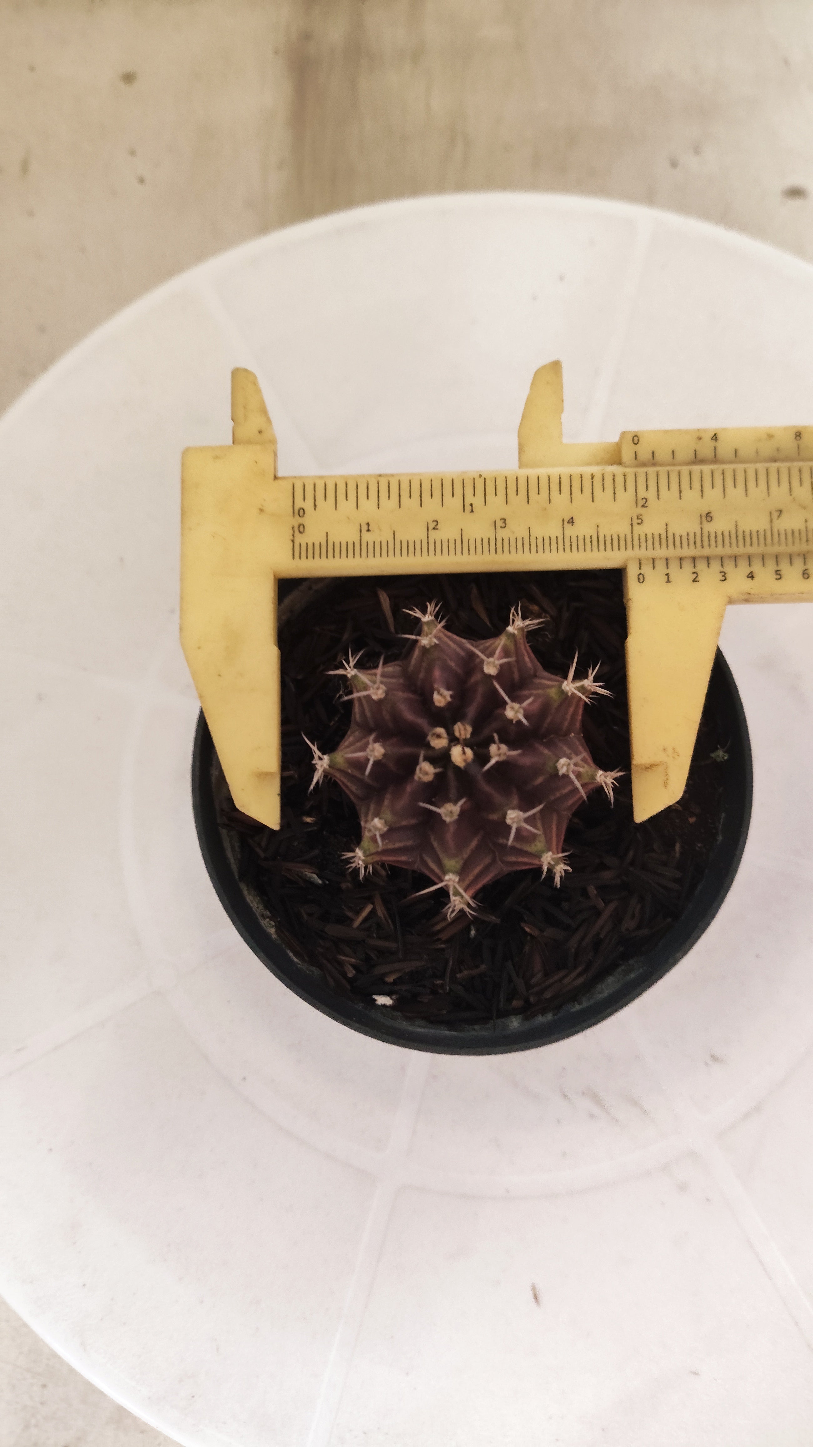 GYMNOCALYCIUM Mihanovichii "PURPLE" Nº 661 – vaso 09