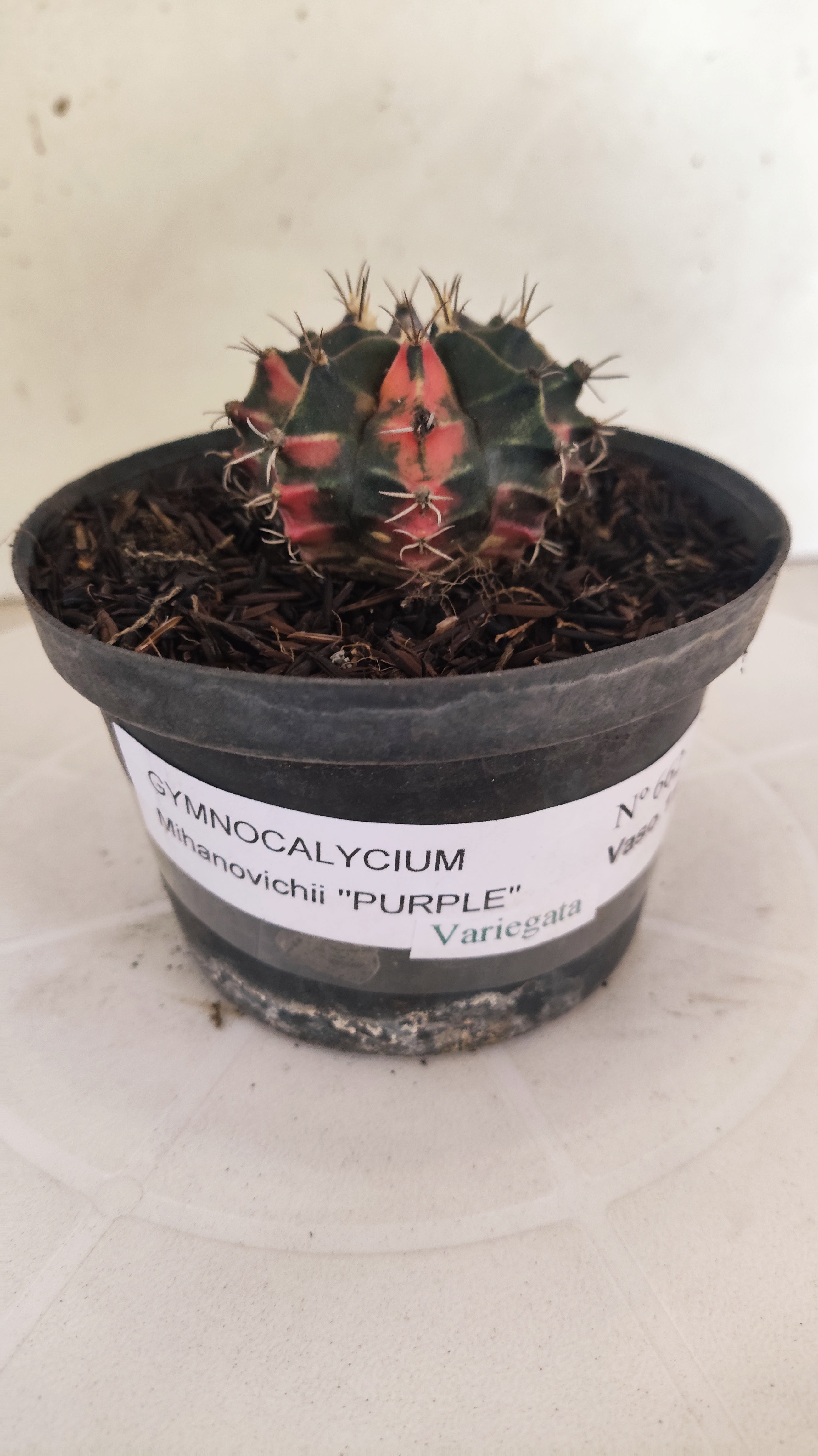 GYMNOCALYCIUM Mihanovichii "PURPLE - Variegata" Nº 662 – vaso 11