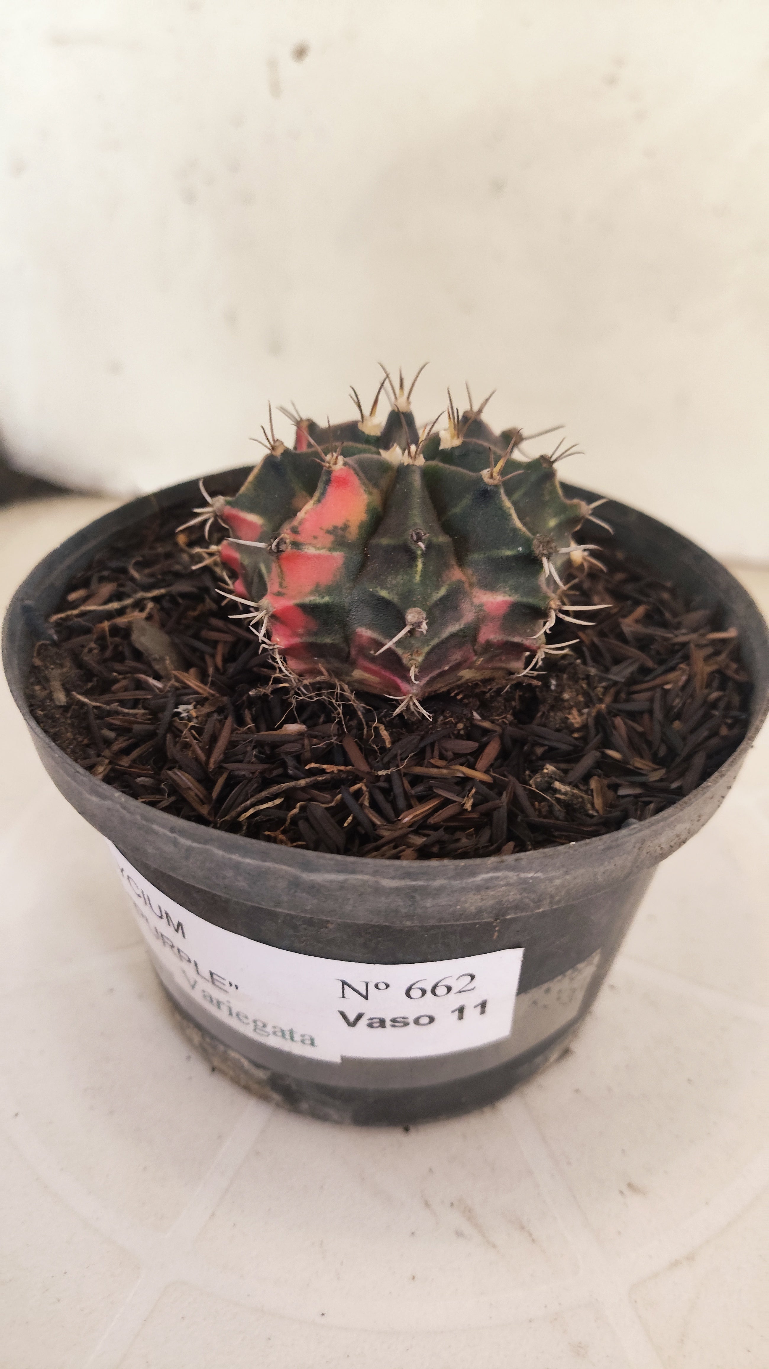 GYMNOCALYCIUM Mihanovichii "PURPLE - Variegata" Nº 662 – vaso 11
