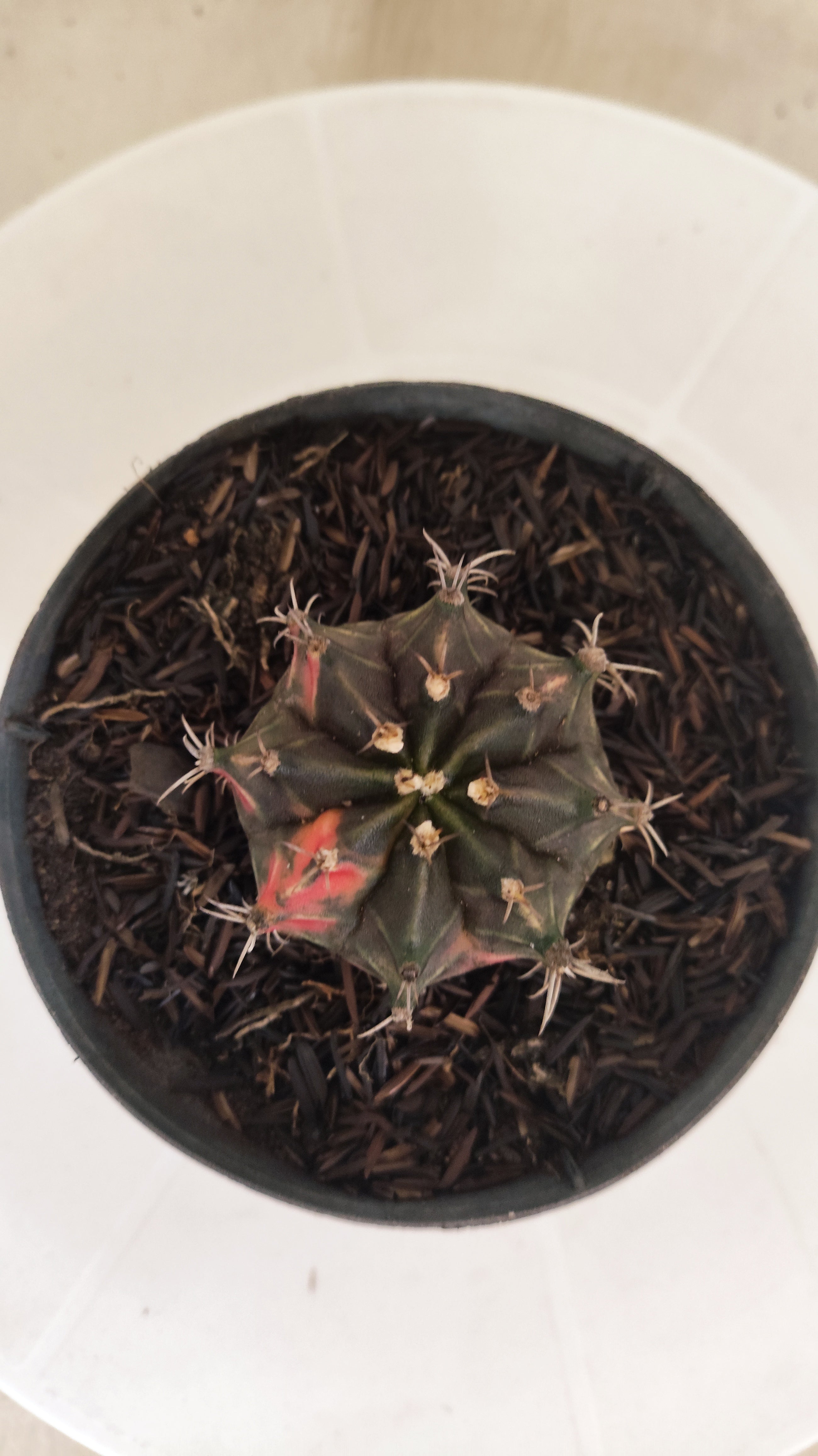GYMNOCALYCIUM Mihanovichii "PURPLE - Variegata" Nº 662 – vaso 11