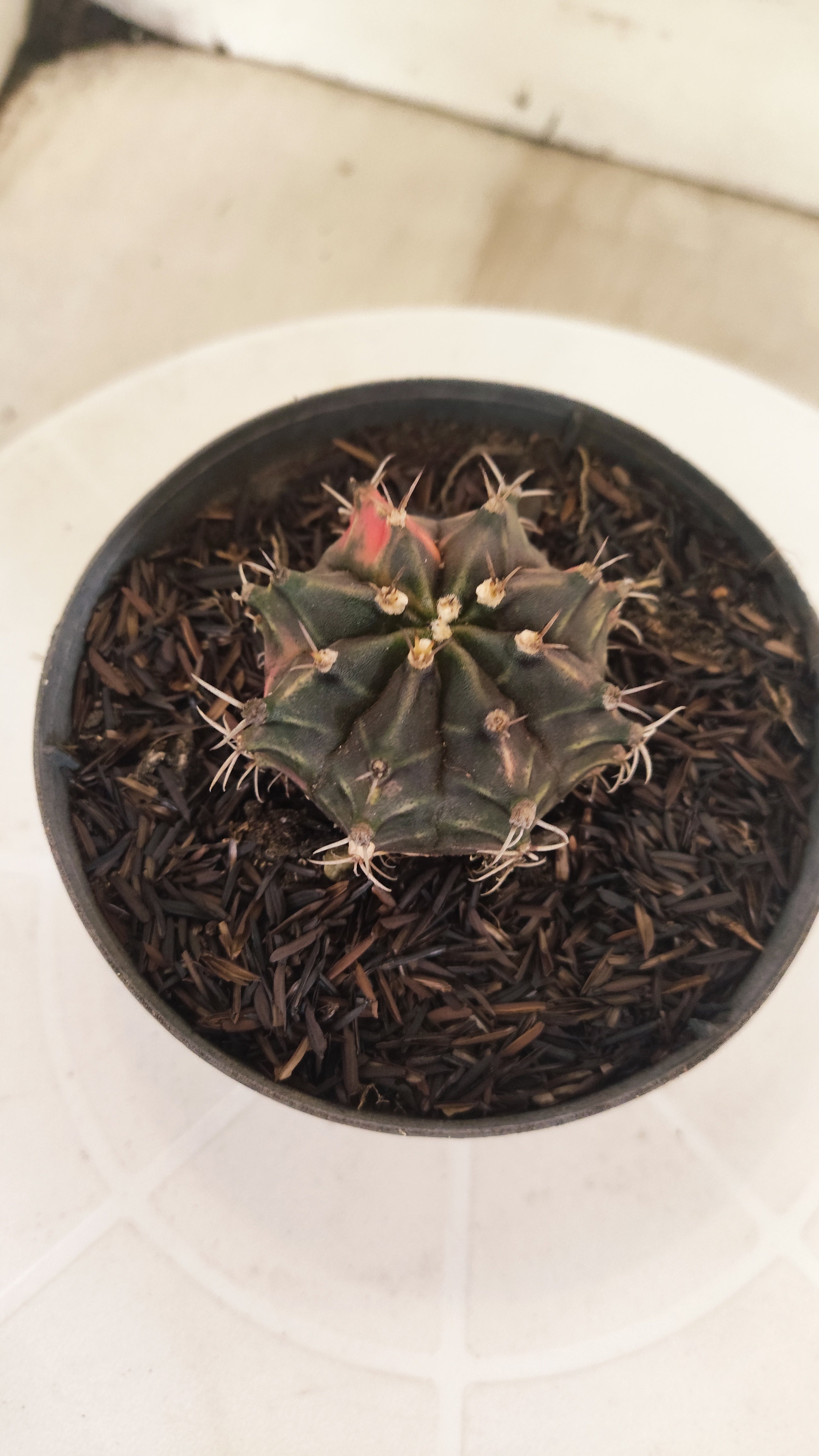 GYMNOCALYCIUM Mihanovichii "PURPLE - Variegata" Nº 662 – vaso 11
