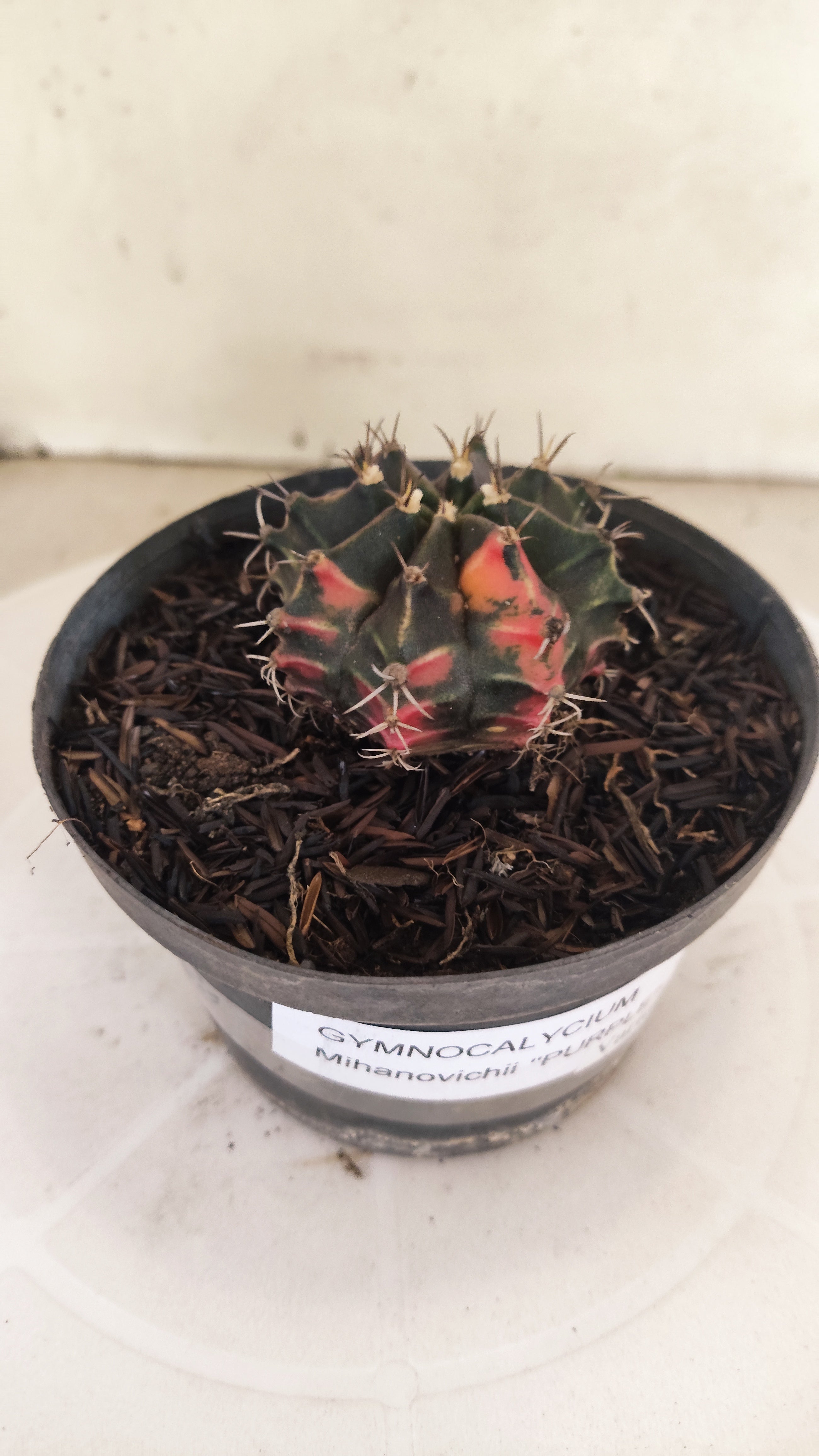 GYMNOCALYCIUM Mihanovichii "PURPLE - Variegata" Nº 662 – vaso 11