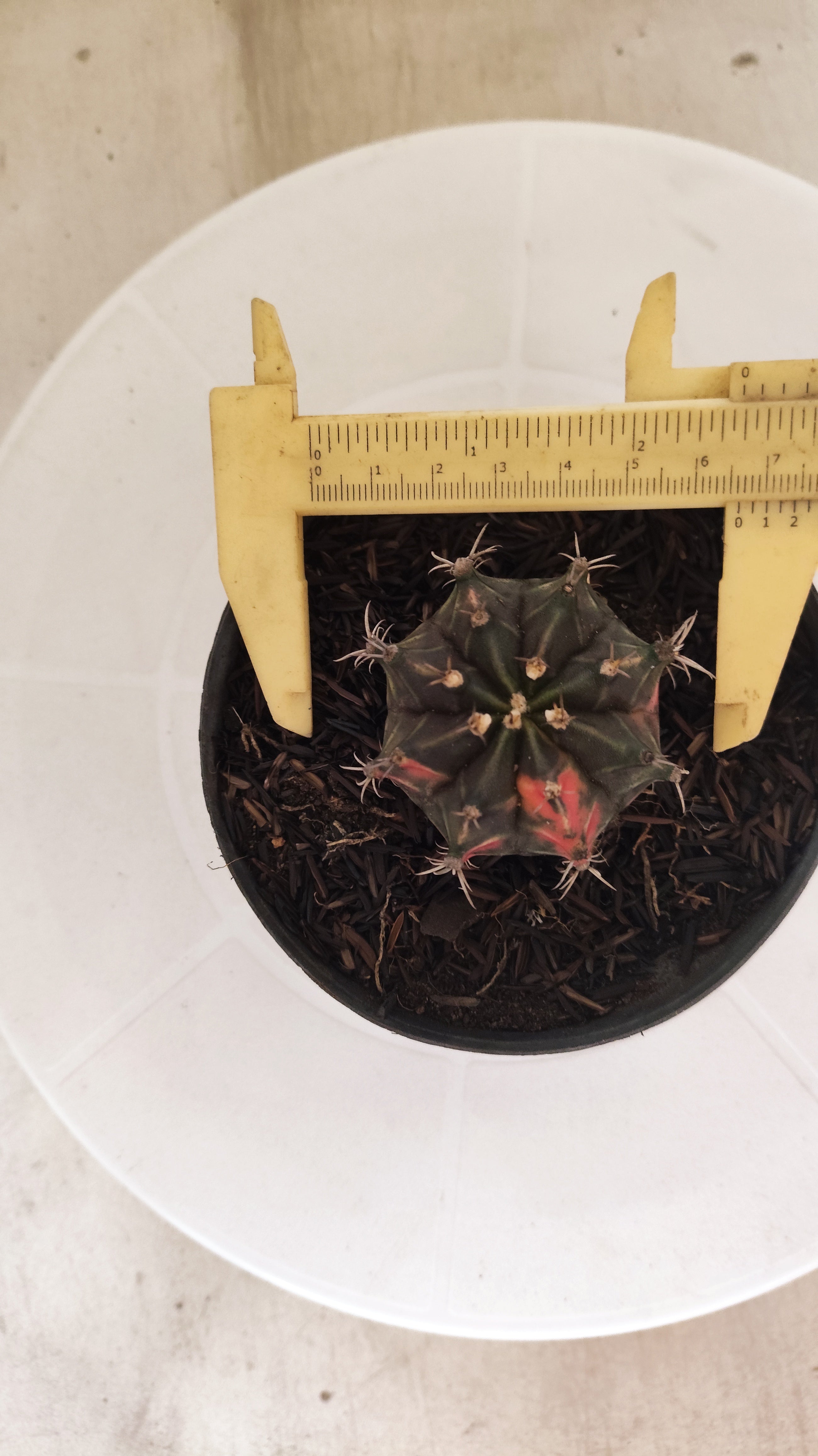 GYMNOCALYCIUM Mihanovichii "PURPLE - Variegata" Nº 662 – vaso 11