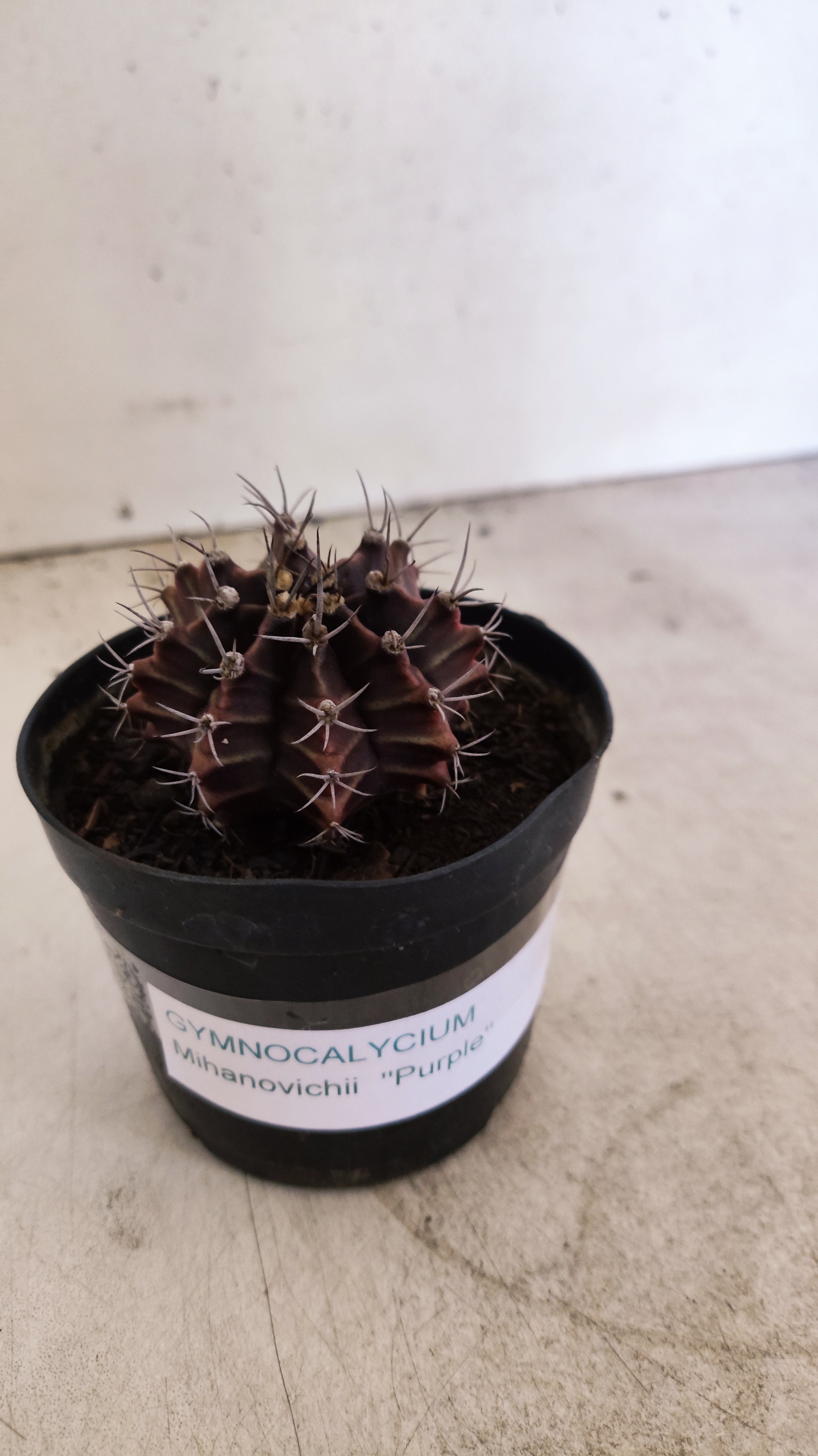 GYMNOCALYCIUM Mihanovichii Purple Nº 702 – vaso 09
