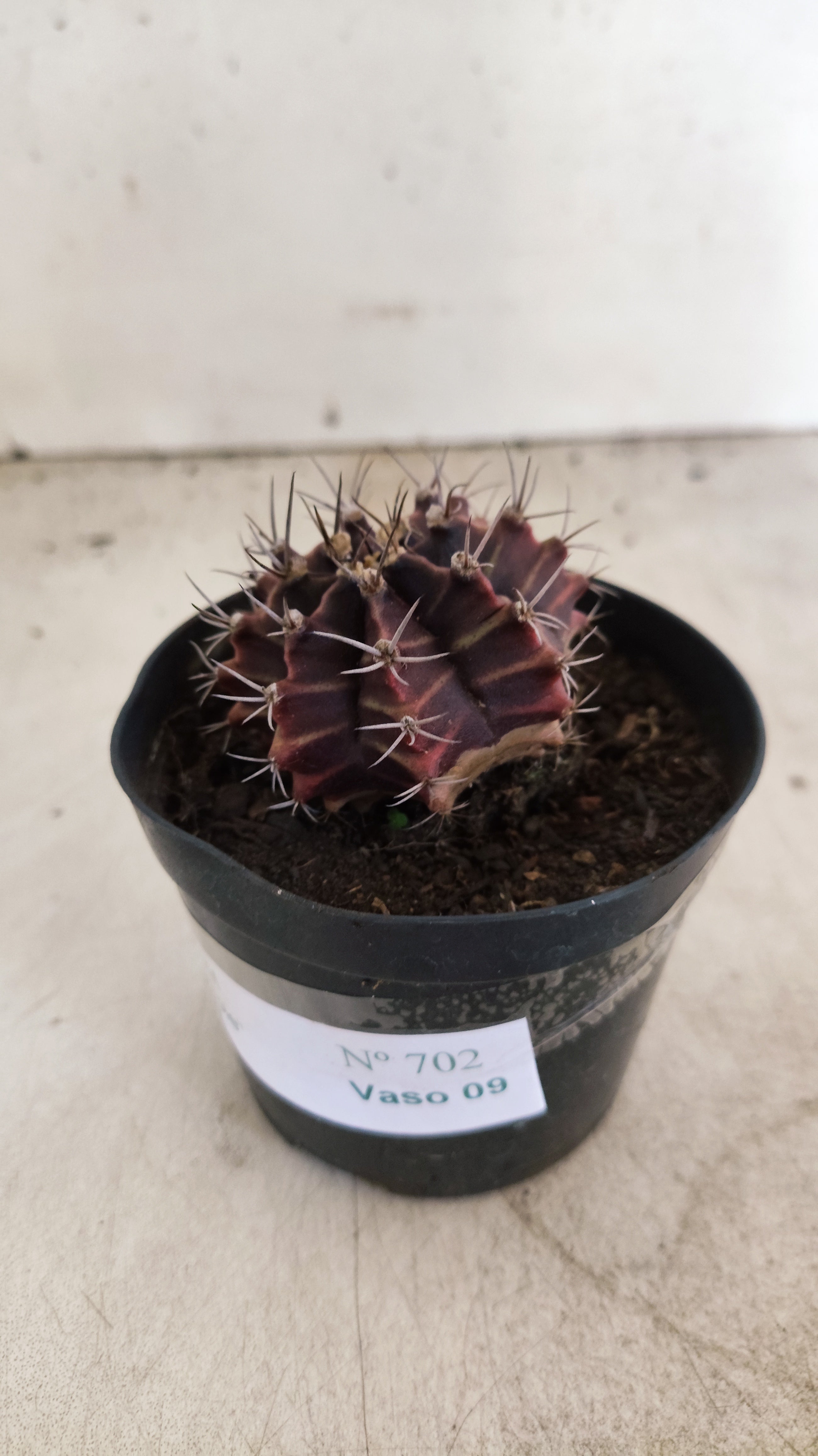 GYMNOCALYCIUM Mihanovichii Purple Nº 702 – vaso 09