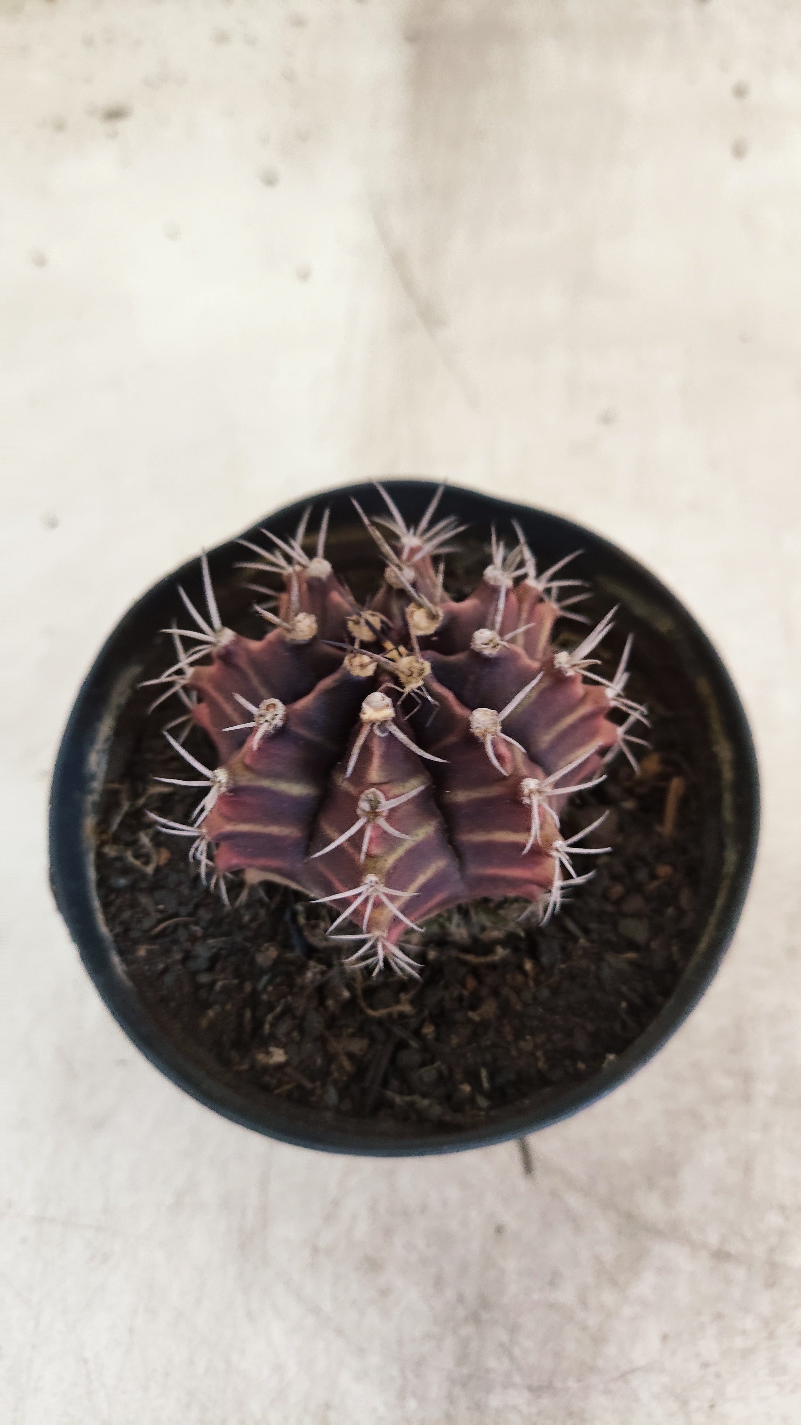 GYMNOCALYCIUM Mihanovichii Purple Nº 702 – vaso 09