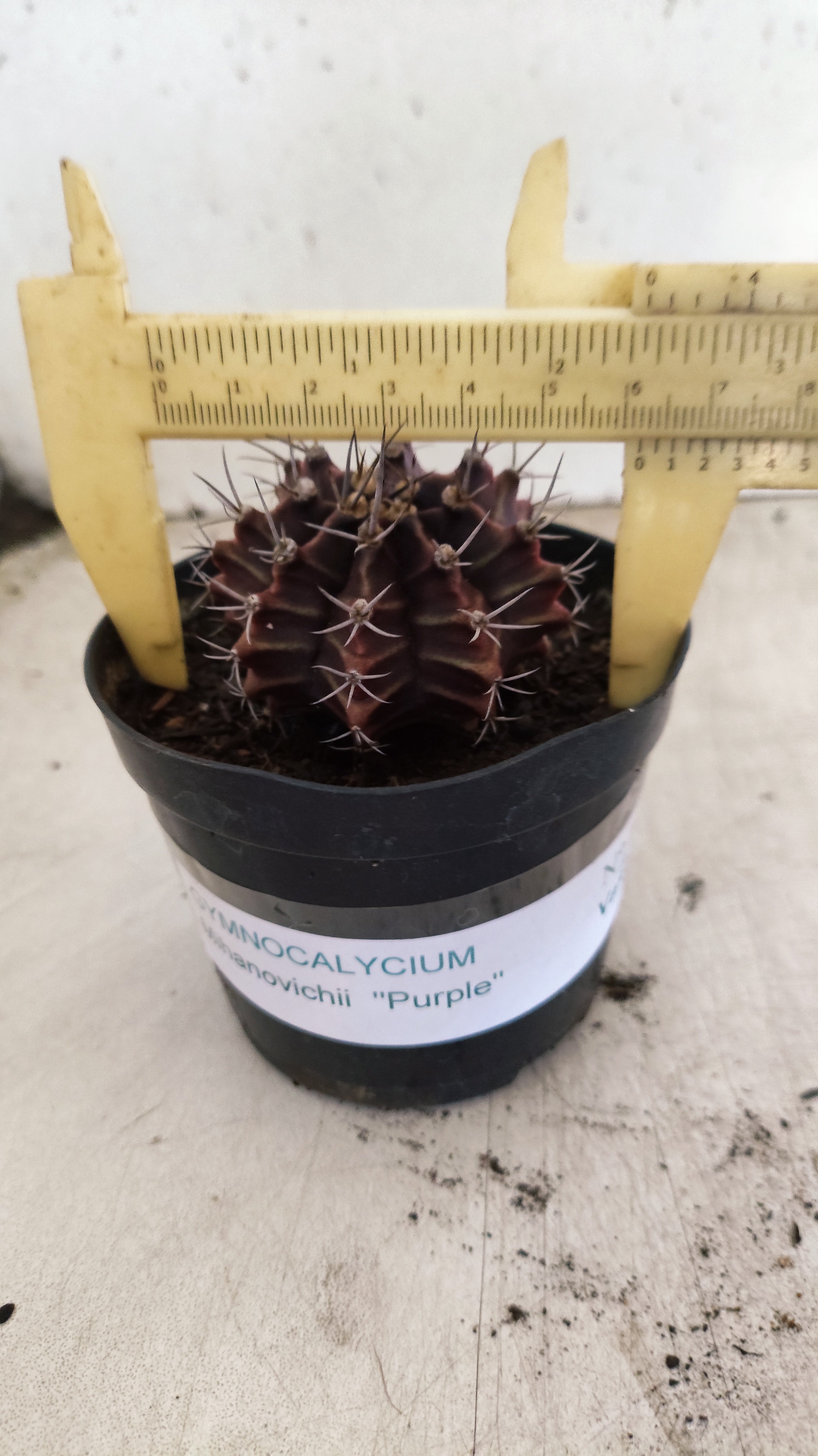 GYMNOCALYCIUM Mihanovichii Purple Nº 702 – vaso 09
