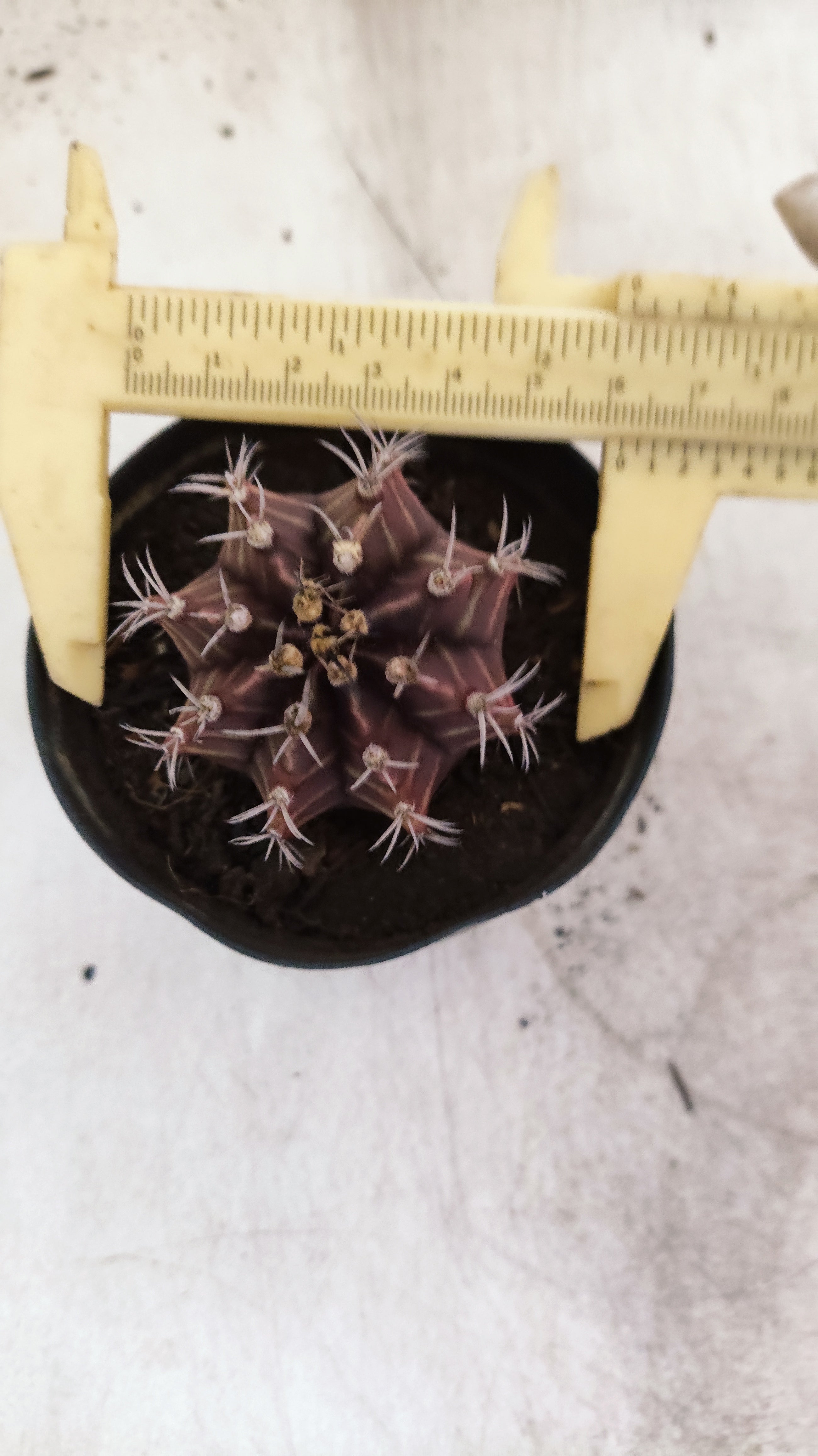 GYMNOCALYCIUM Mihanovichii Purple Nº 702 – vaso 09