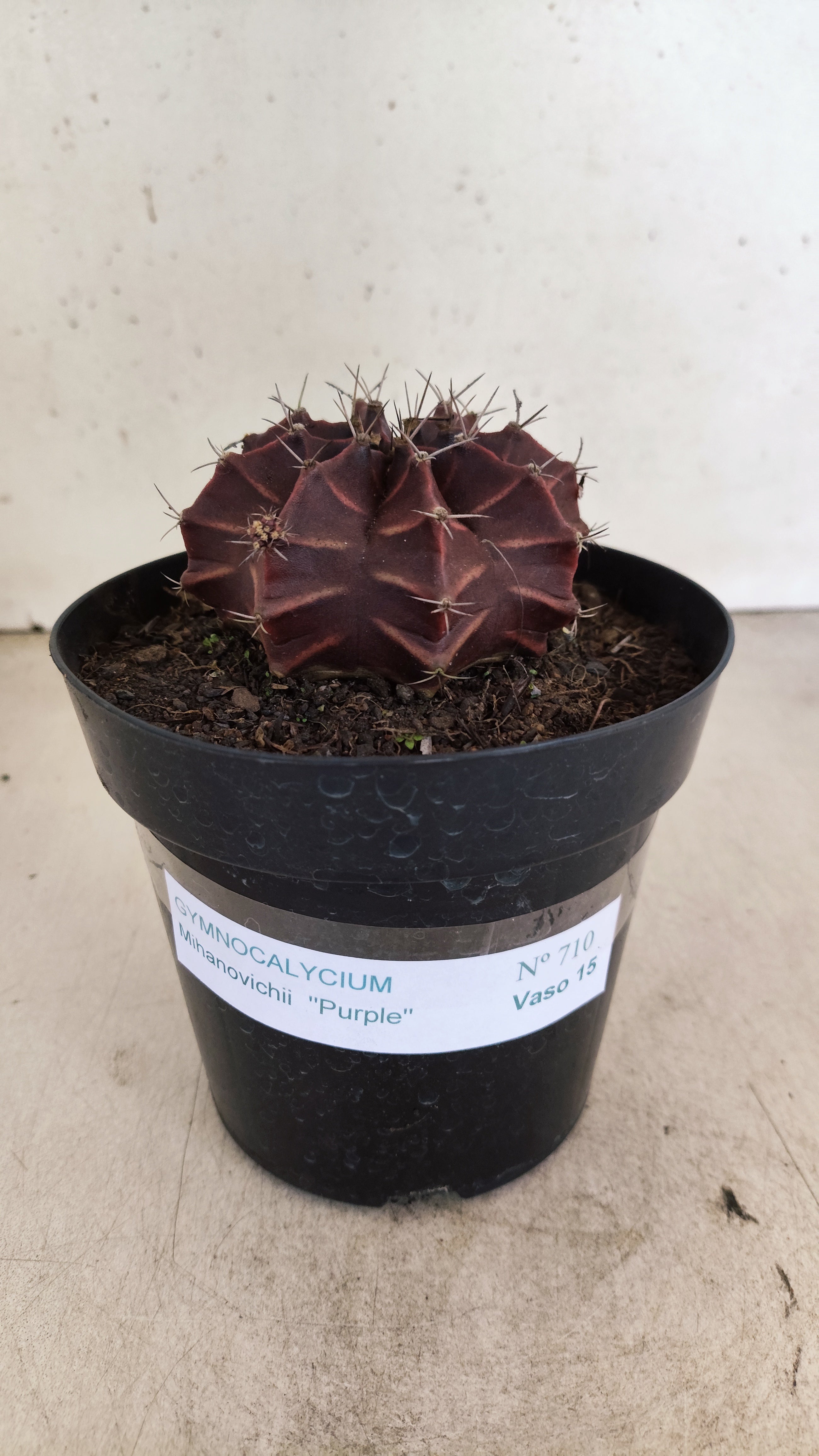 Gymnocalycium Mihanovichii “Purple” Nº 710 – vaso 15