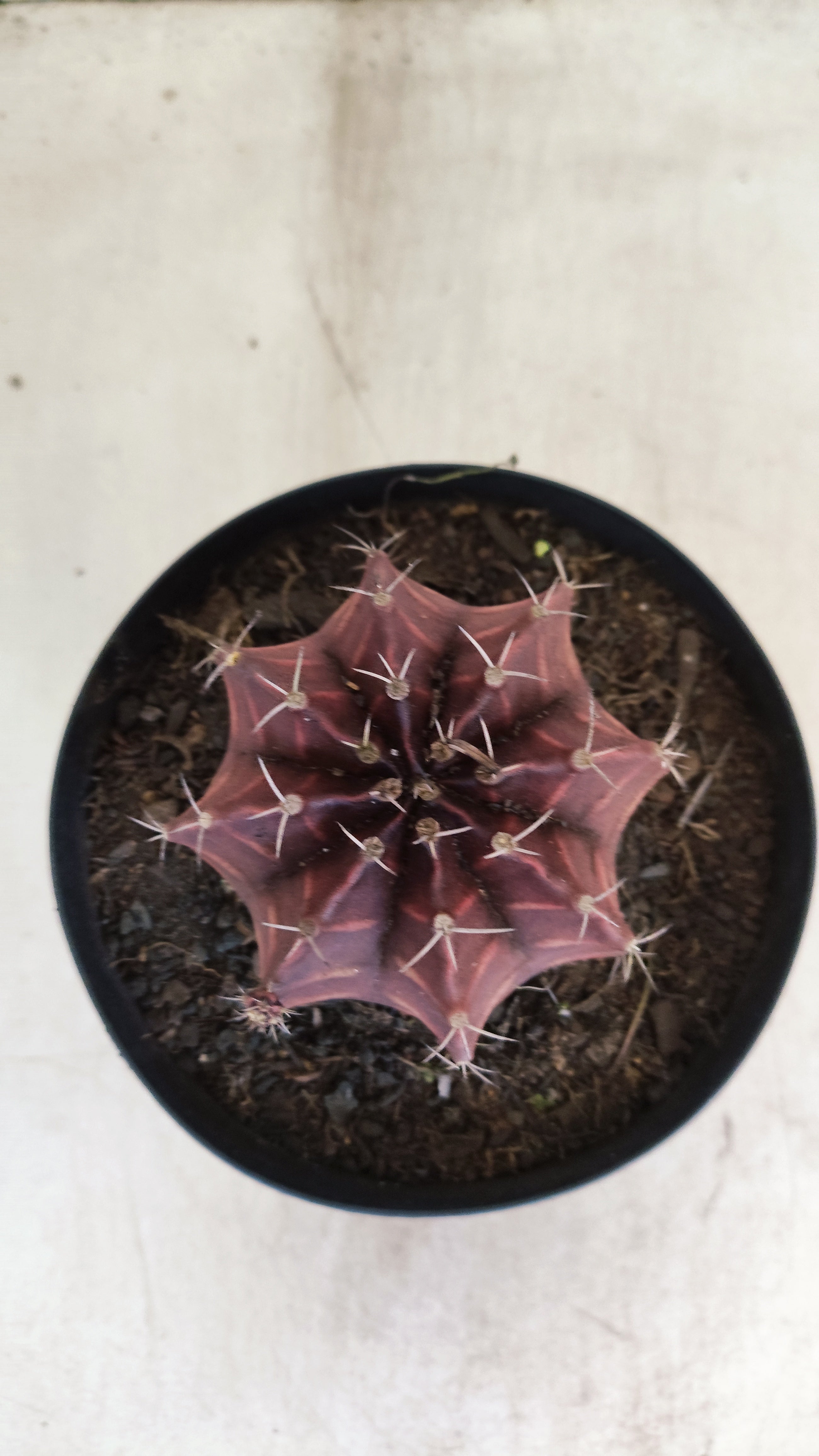 Gymnocalycium Mihanovichii “Purple” Nº 710 – vaso 15