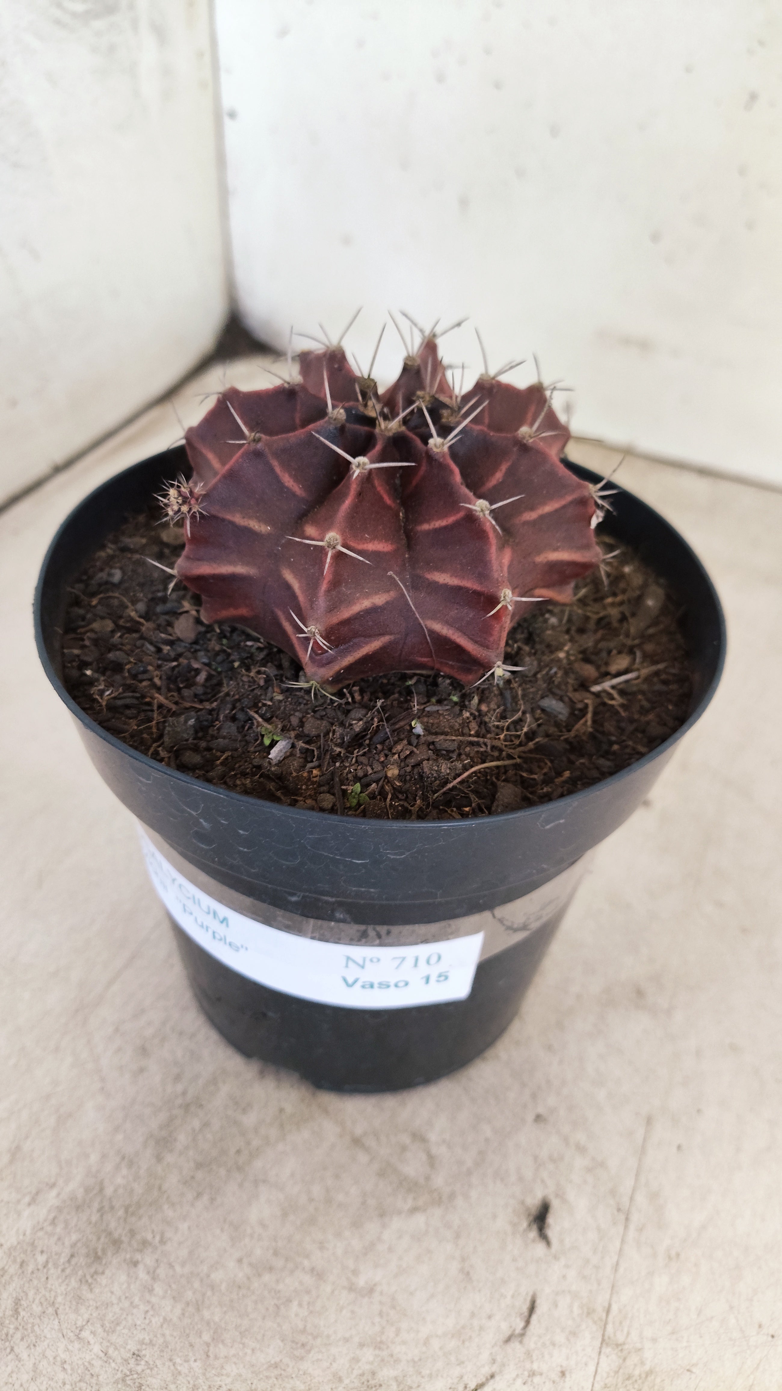 Gymnocalycium Mihanovichii “Purple” Nº 710 – vaso 15