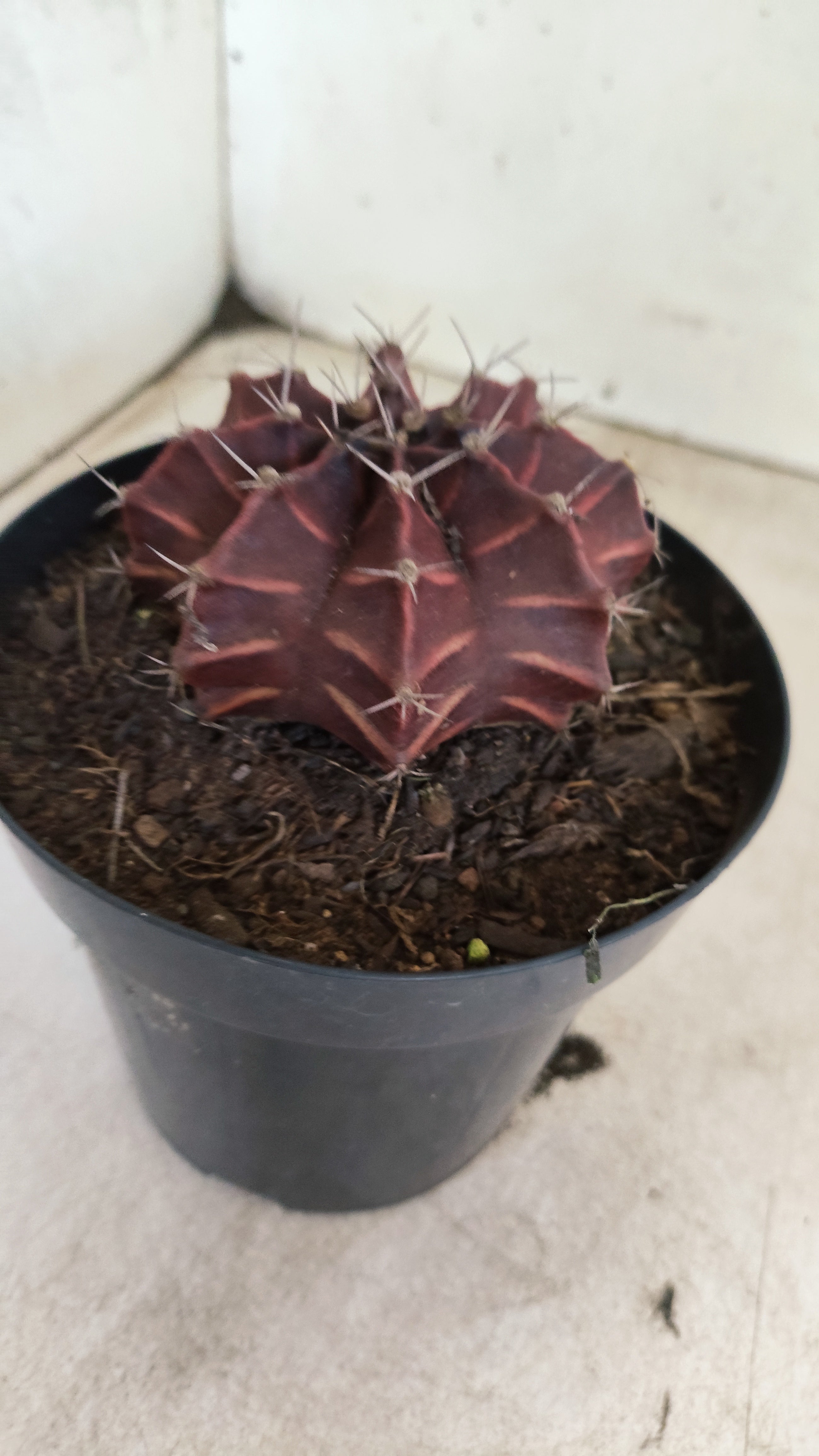 Gymnocalycium Mihanovichii “Purple” Nº 710 – vaso 15