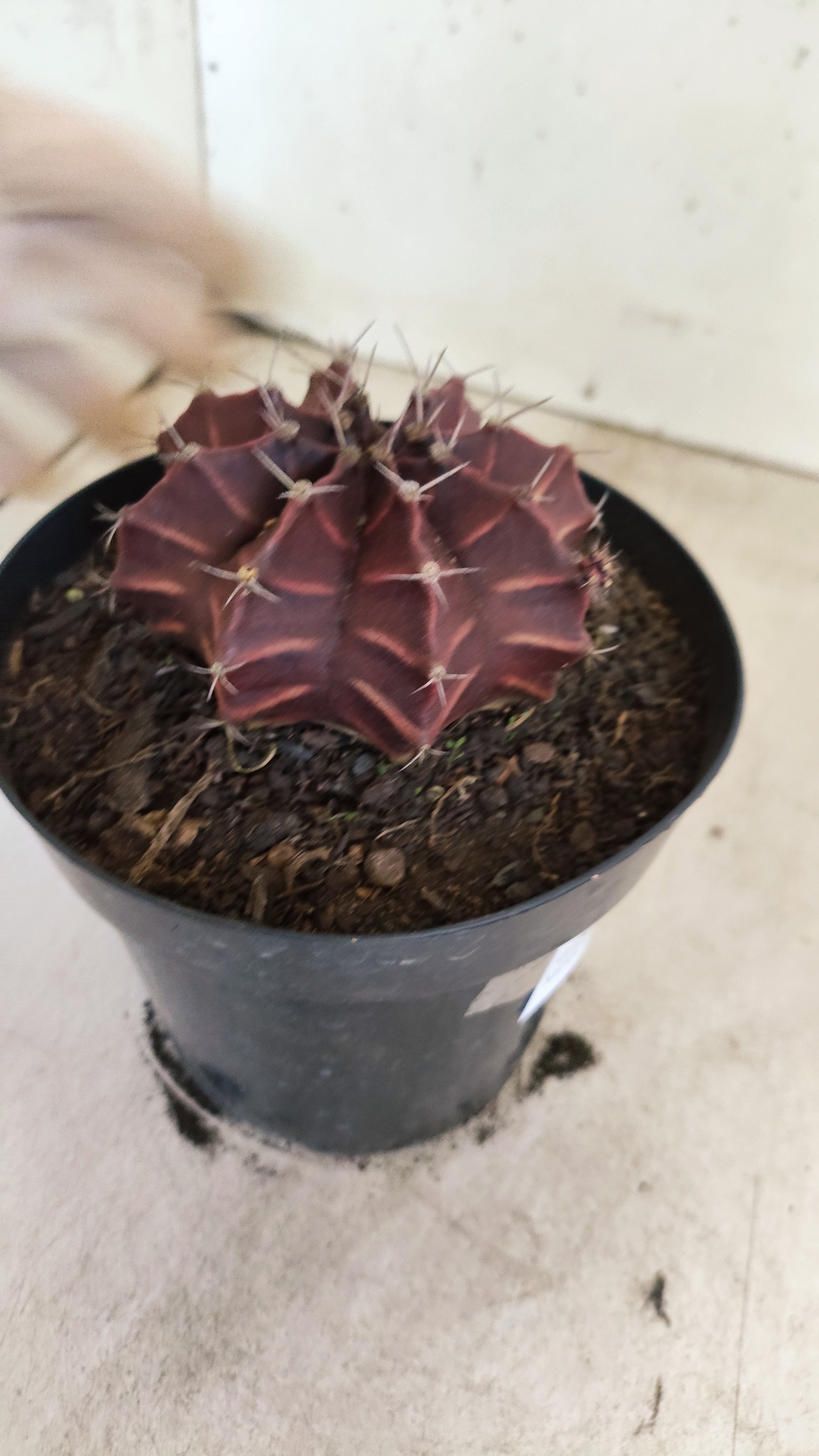 Gymnocalycium Mihanovichii “Purple” Nº 710 – vaso 15