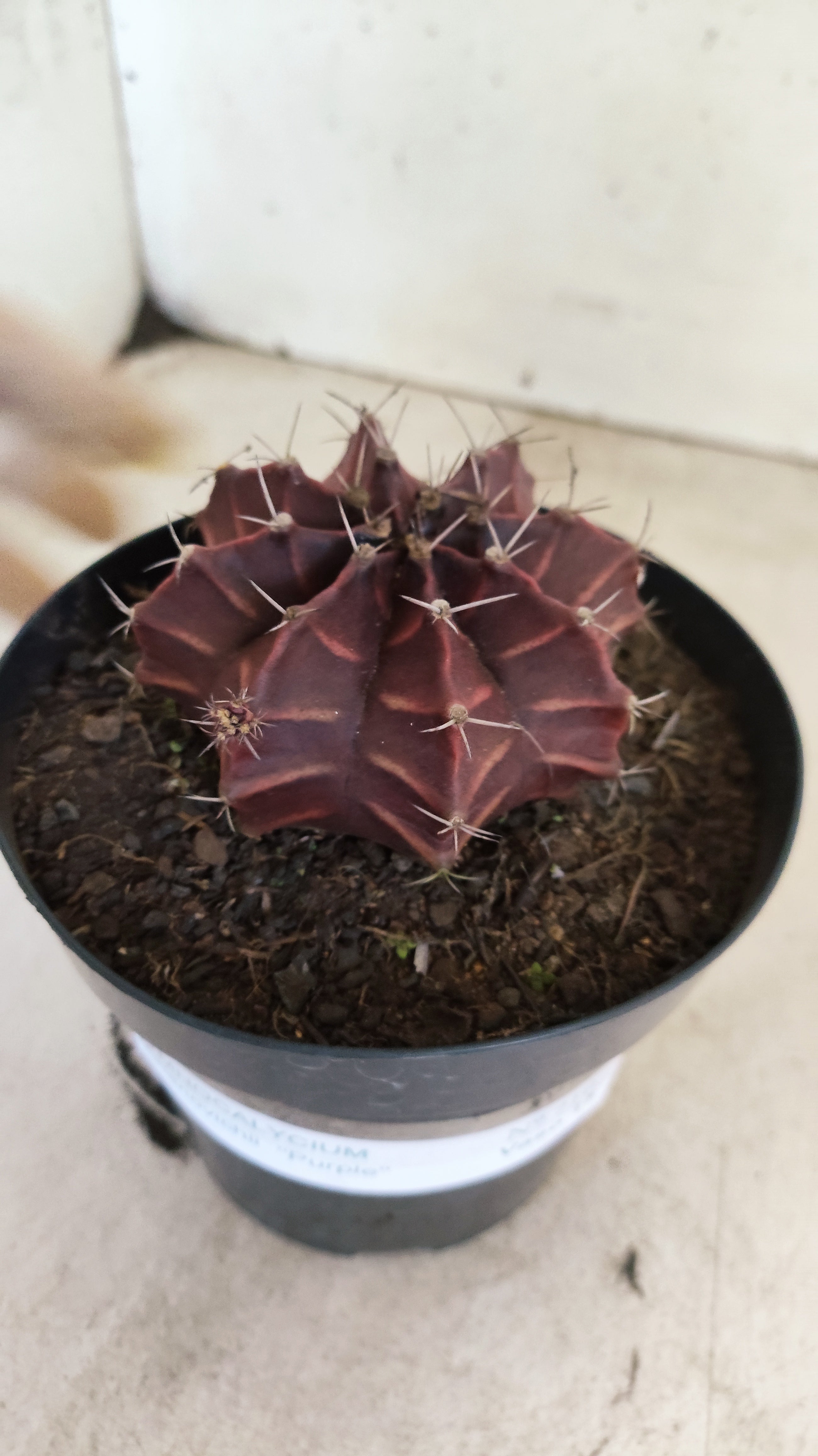 Gymnocalycium Mihanovichii “Purple” Nº 710 – vaso 15