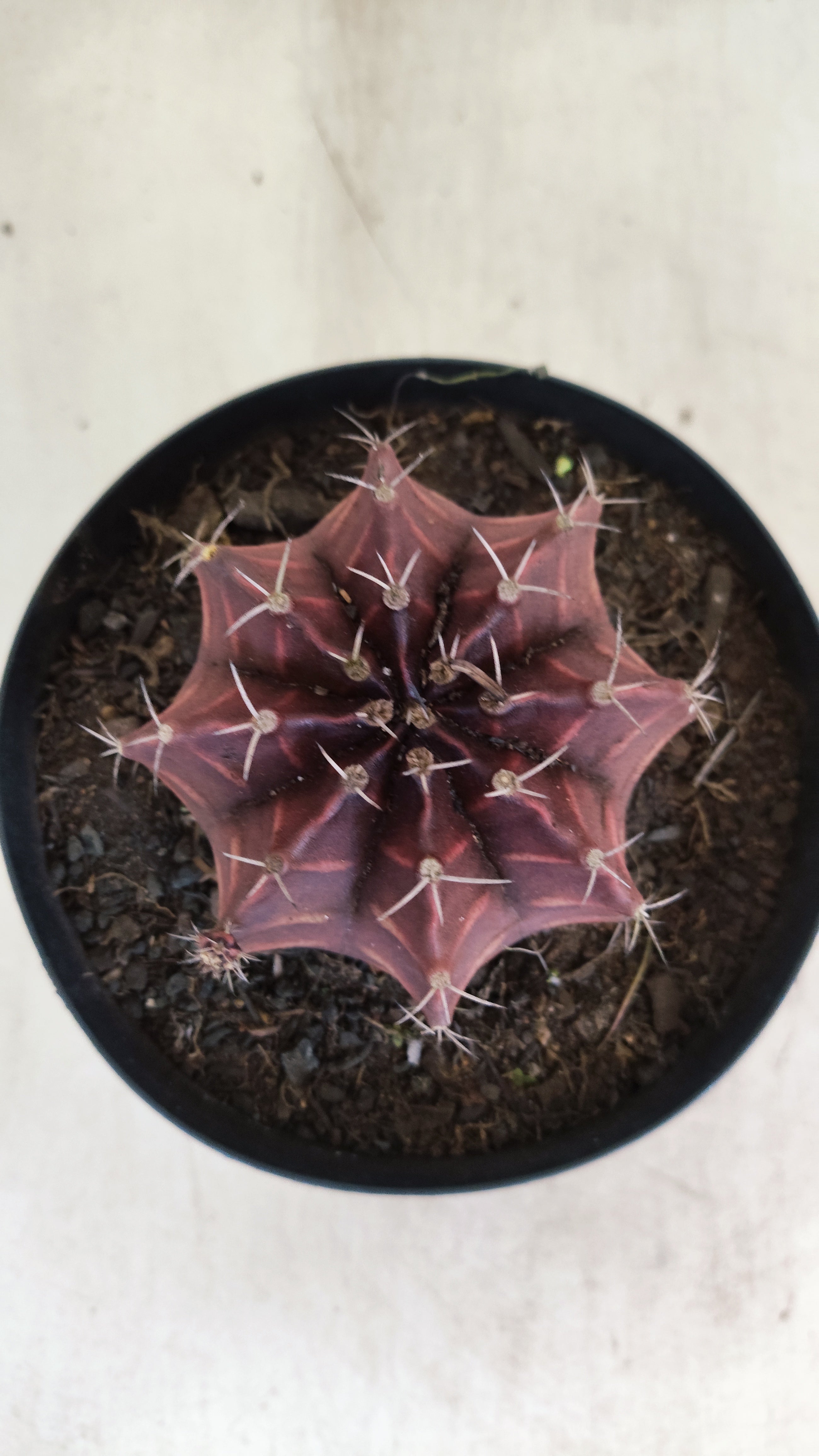 Gymnocalycium Mihanovichii “Purple” Nº 710 – vaso 15