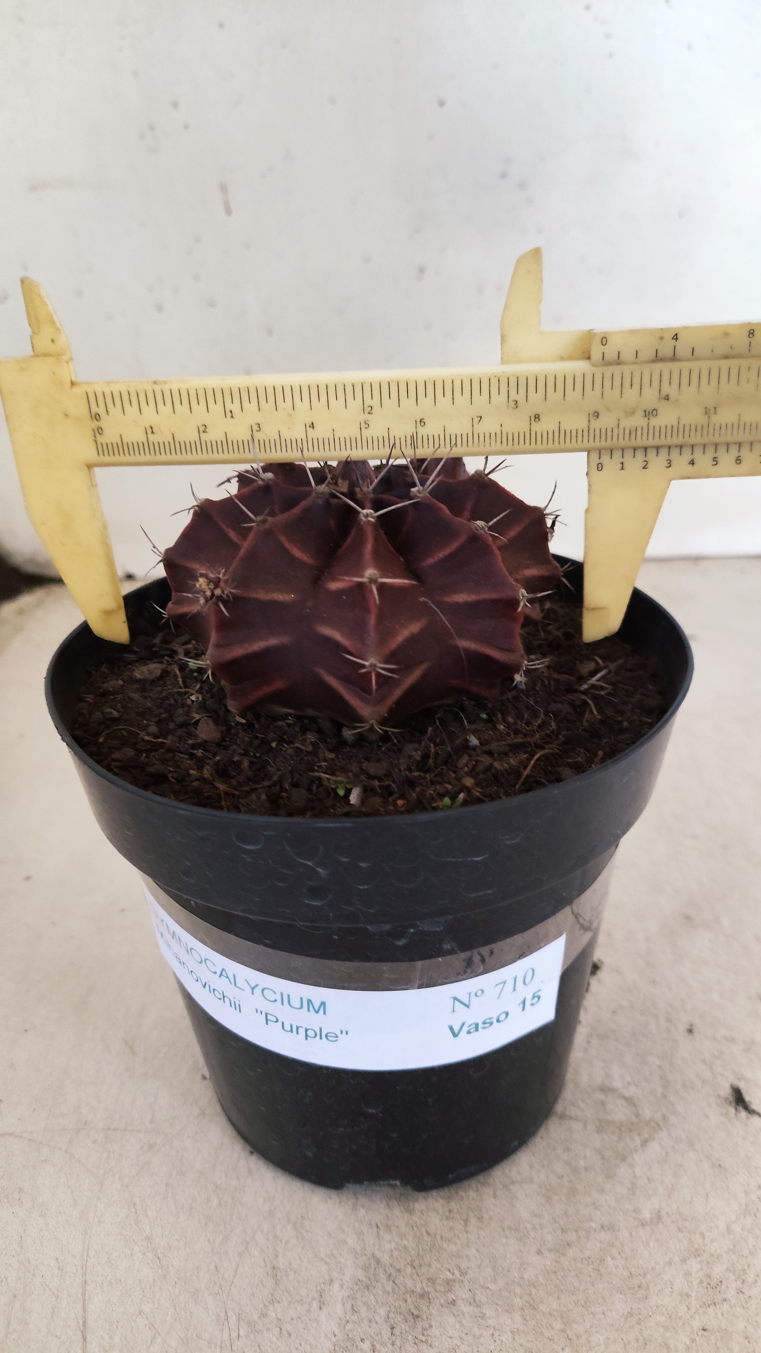 Gymnocalycium Mihanovichii “Purple” Nº 710 – vaso 15