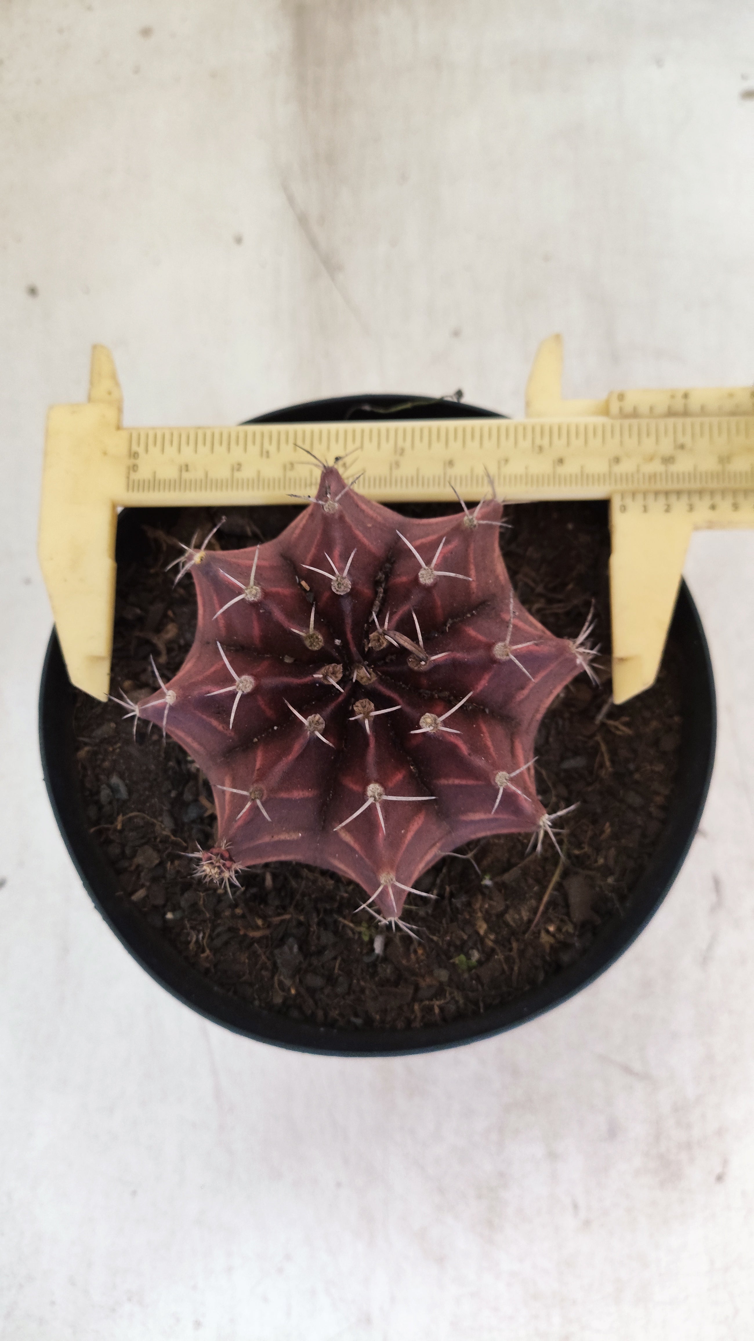 Gymnocalycium Mihanovichii “Purple” Nº 710 – vaso 15