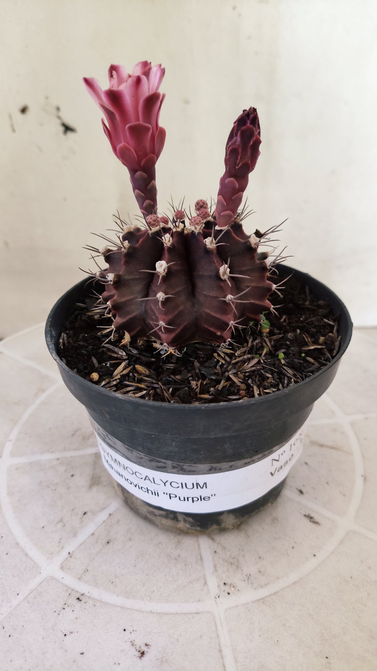 GYMNOCALYCIUM Mihanovichii Purple Nº 1687 – vaso 11