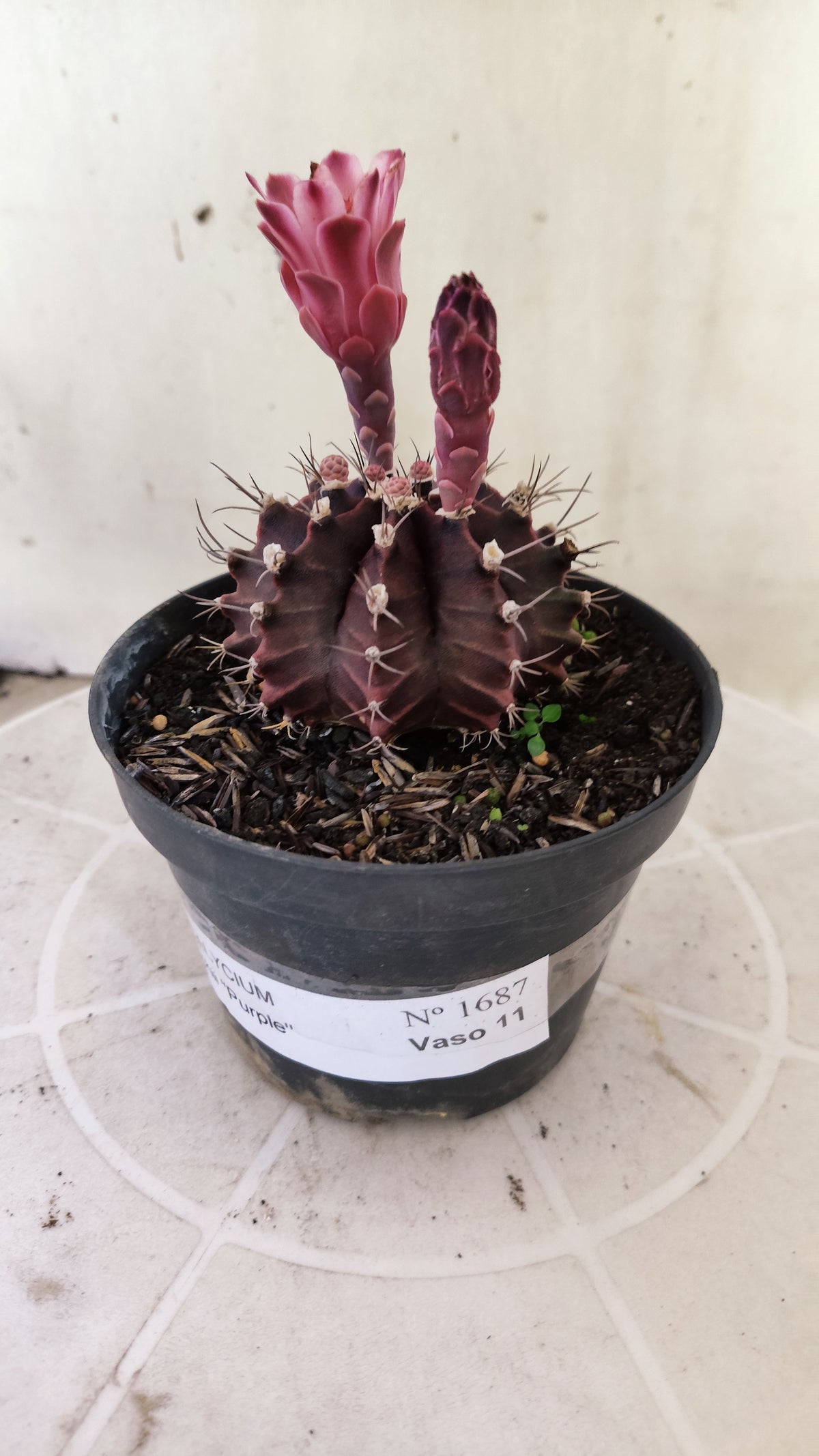 GYMNOCALYCIUM Mihanovichii Purple Nº 1687 – vaso 11