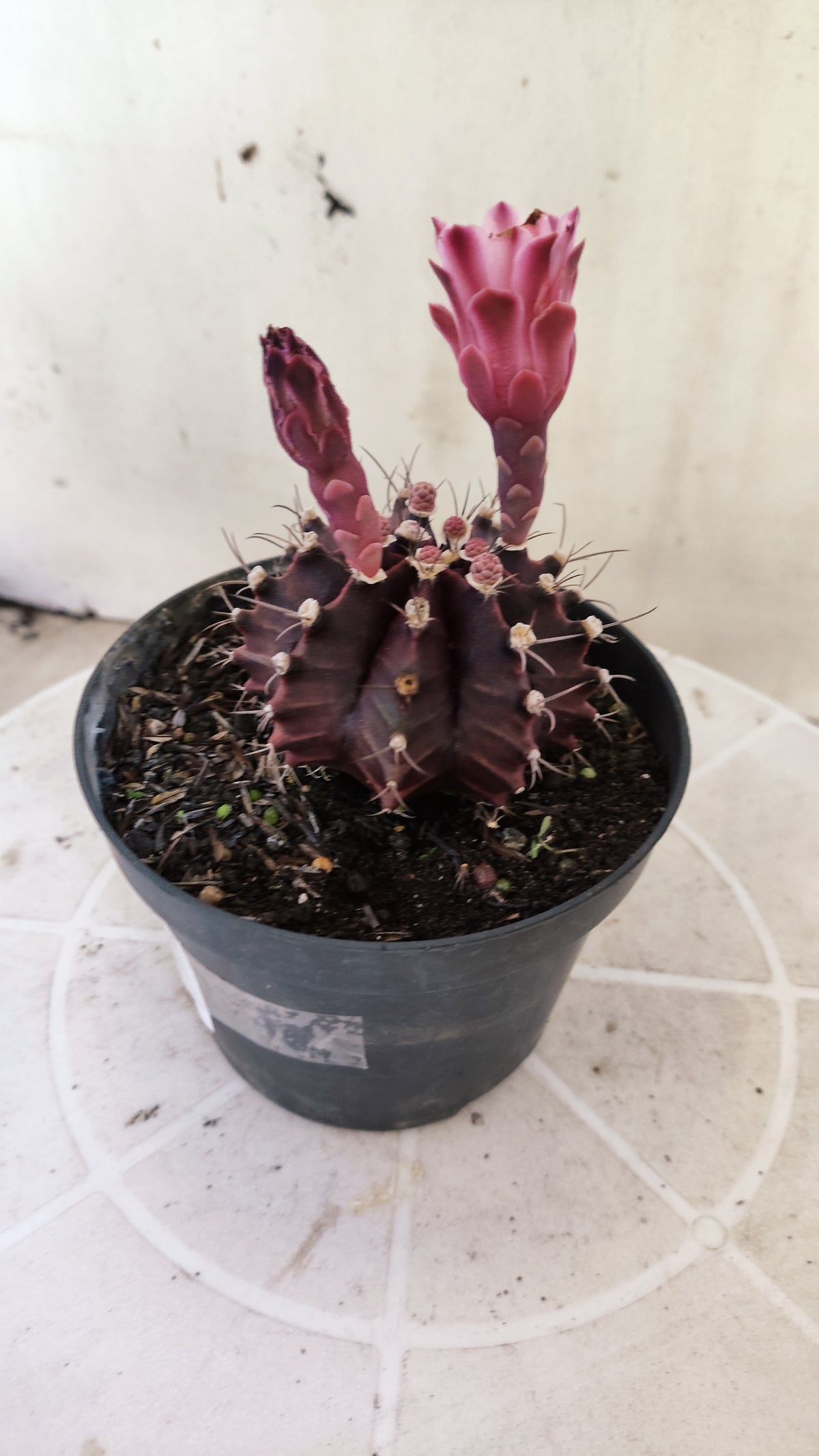 GYMNOCALYCIUM Mihanovichii Purple Nº 1687 – vaso 11
