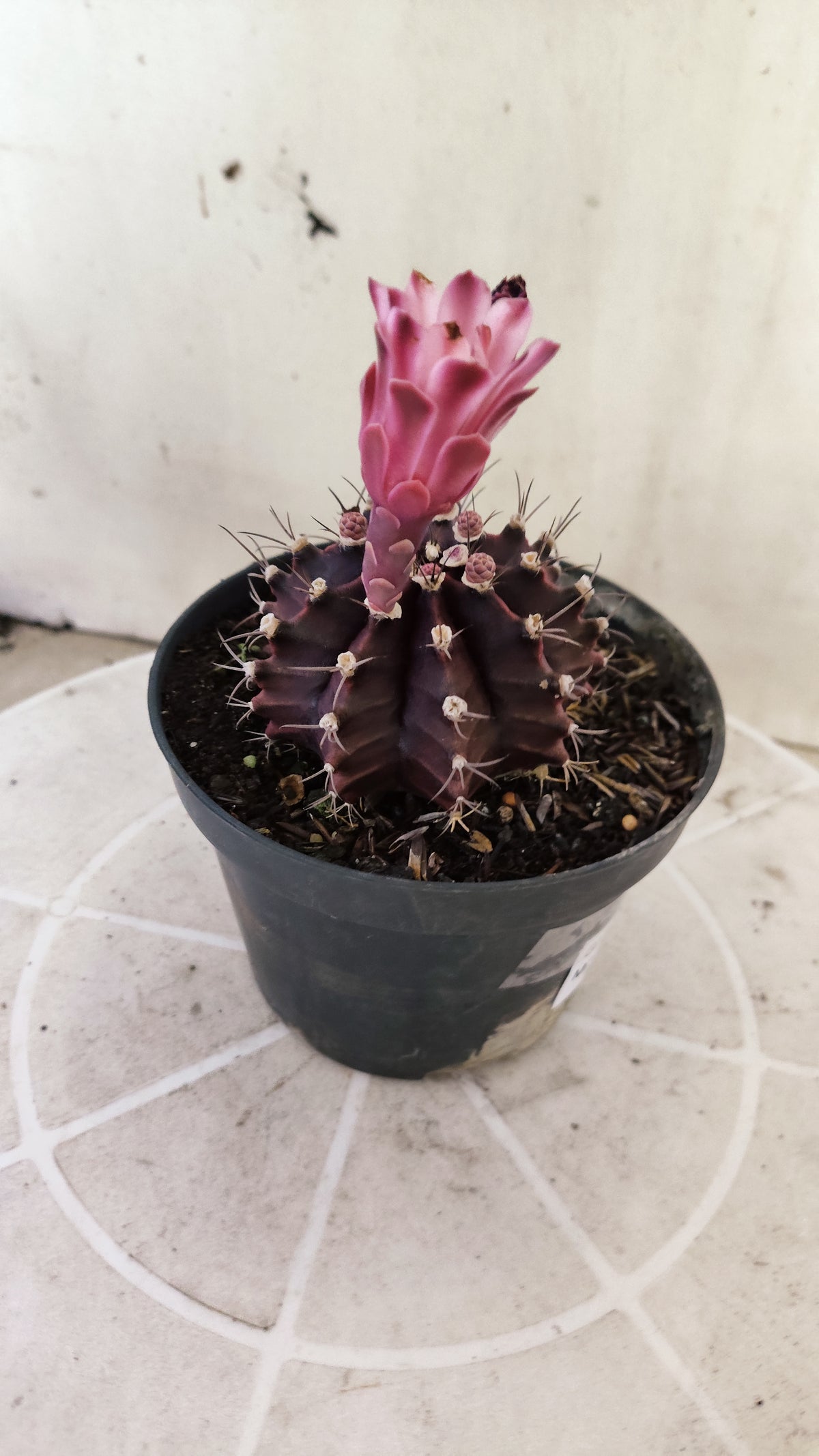 GYMNOCALYCIUM Mihanovichii Purple Nº 1687 – vaso 11