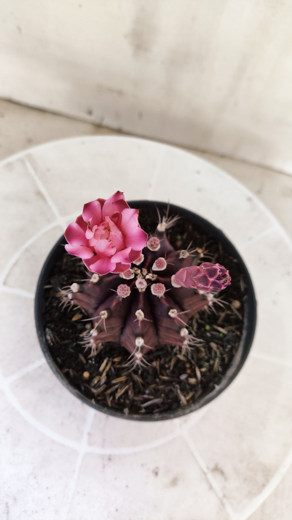 GYMNOCALYCIUM Mihanovichii Purple Nº 1687 – vaso 11
